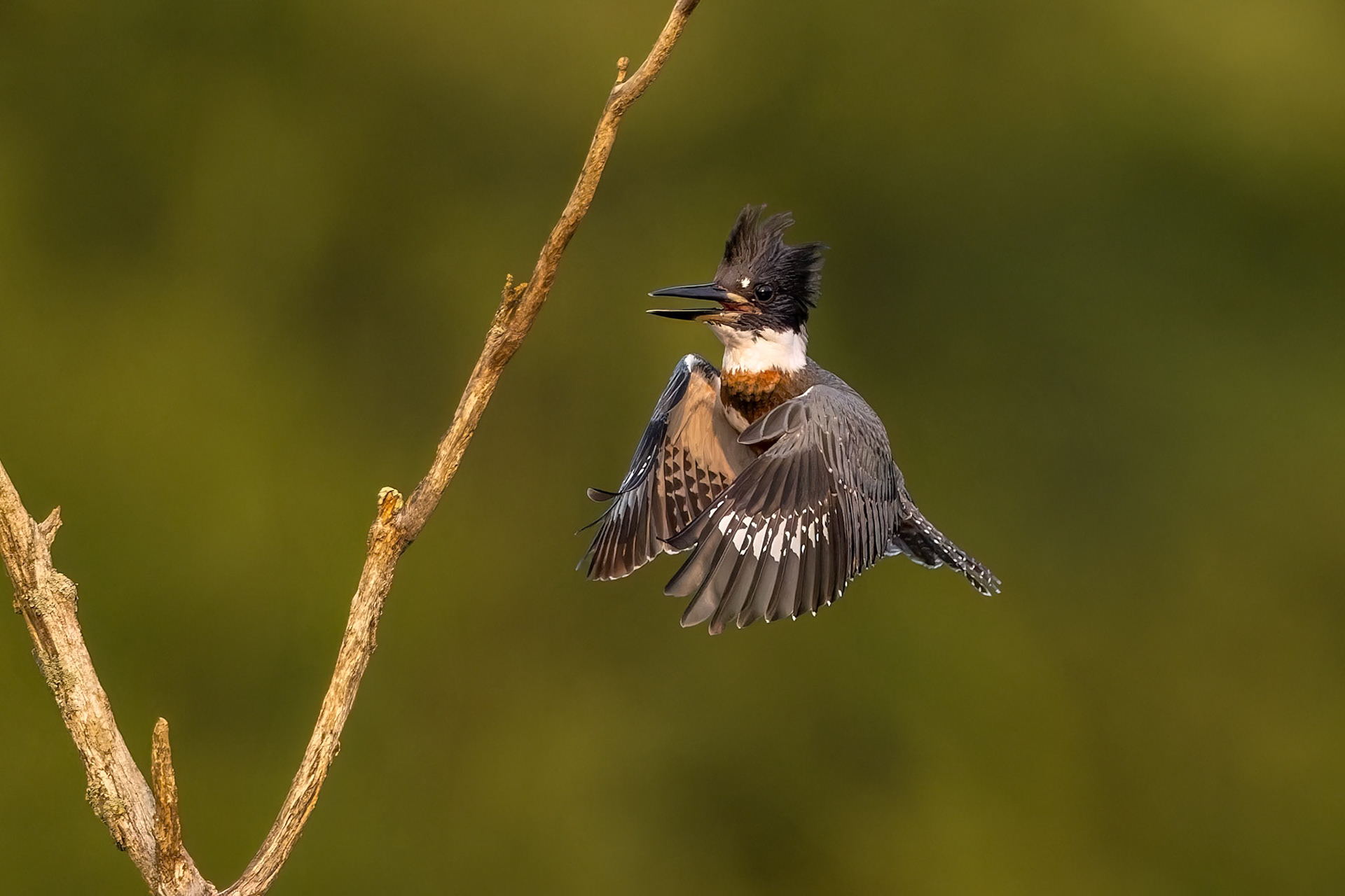 Belted Kingfisher