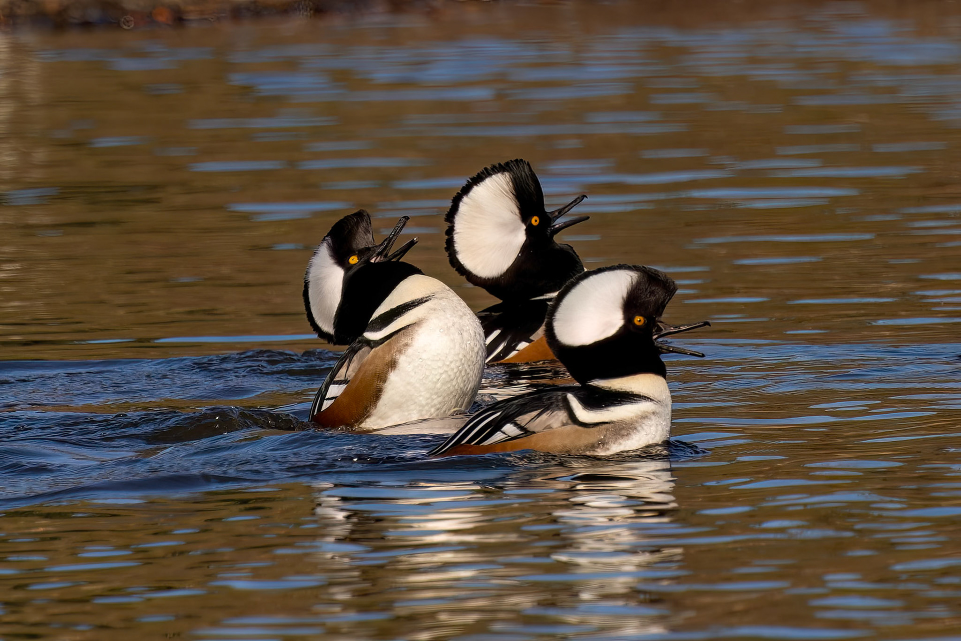 "The Choir" Hooded merganser (Lophodytes cucullatus)
