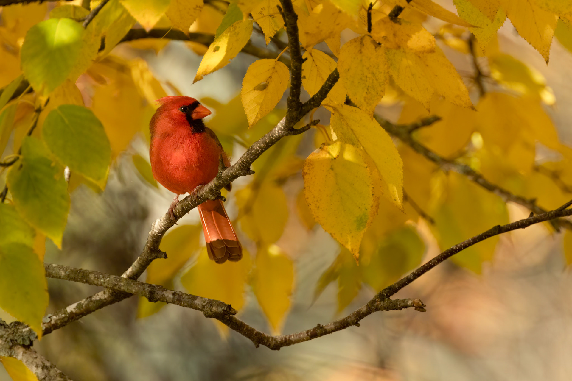 "Fall" Northern cardinal (Cardinalis cardinalis)