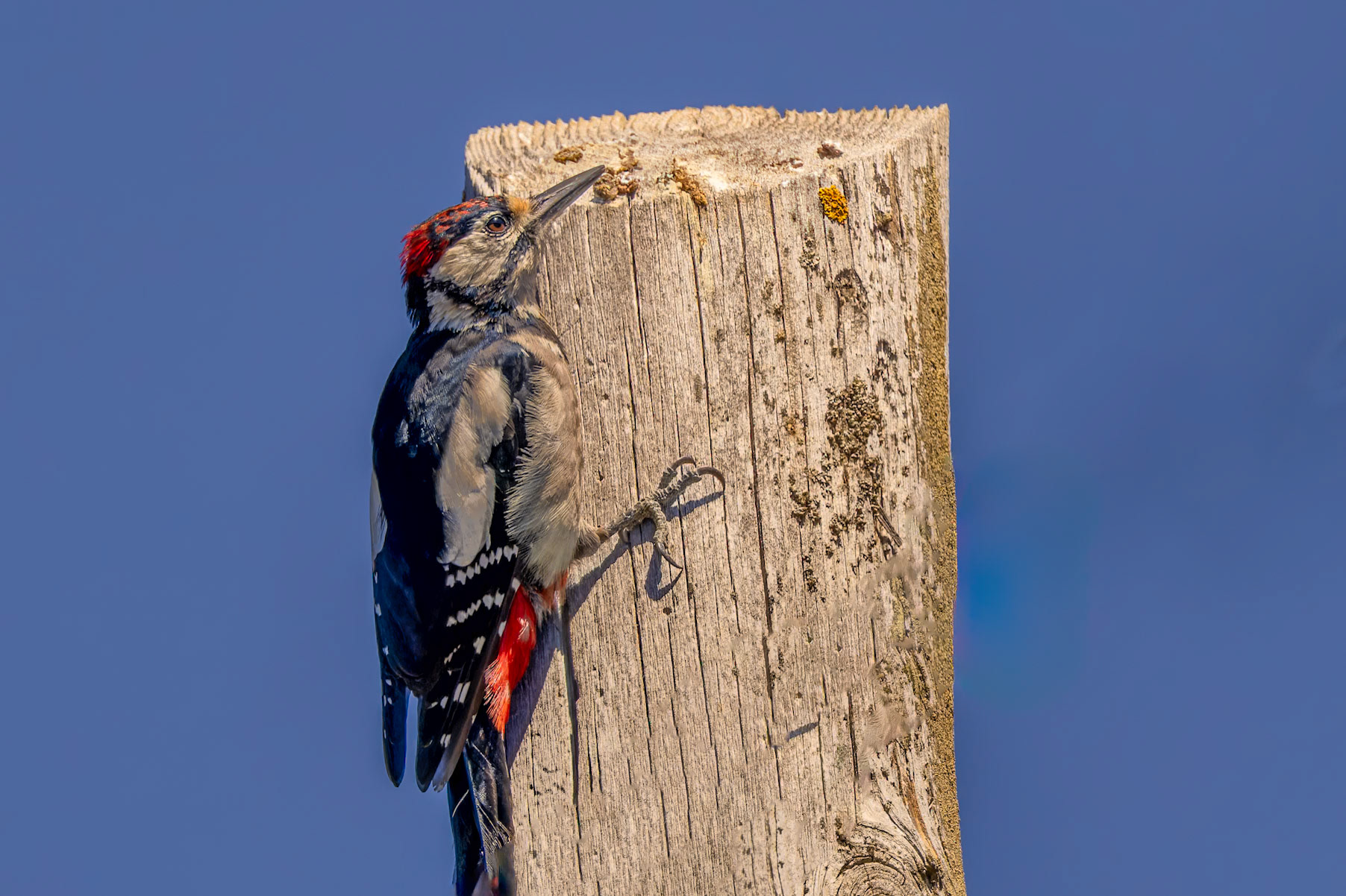 Great Spotted Woodpecker (Dendrocopus major)