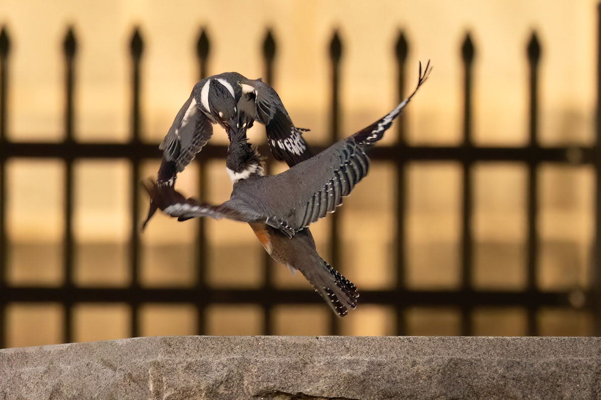 "Kiss me baby"                                       Belted Kingfisher (Megaceryle alcyon)
