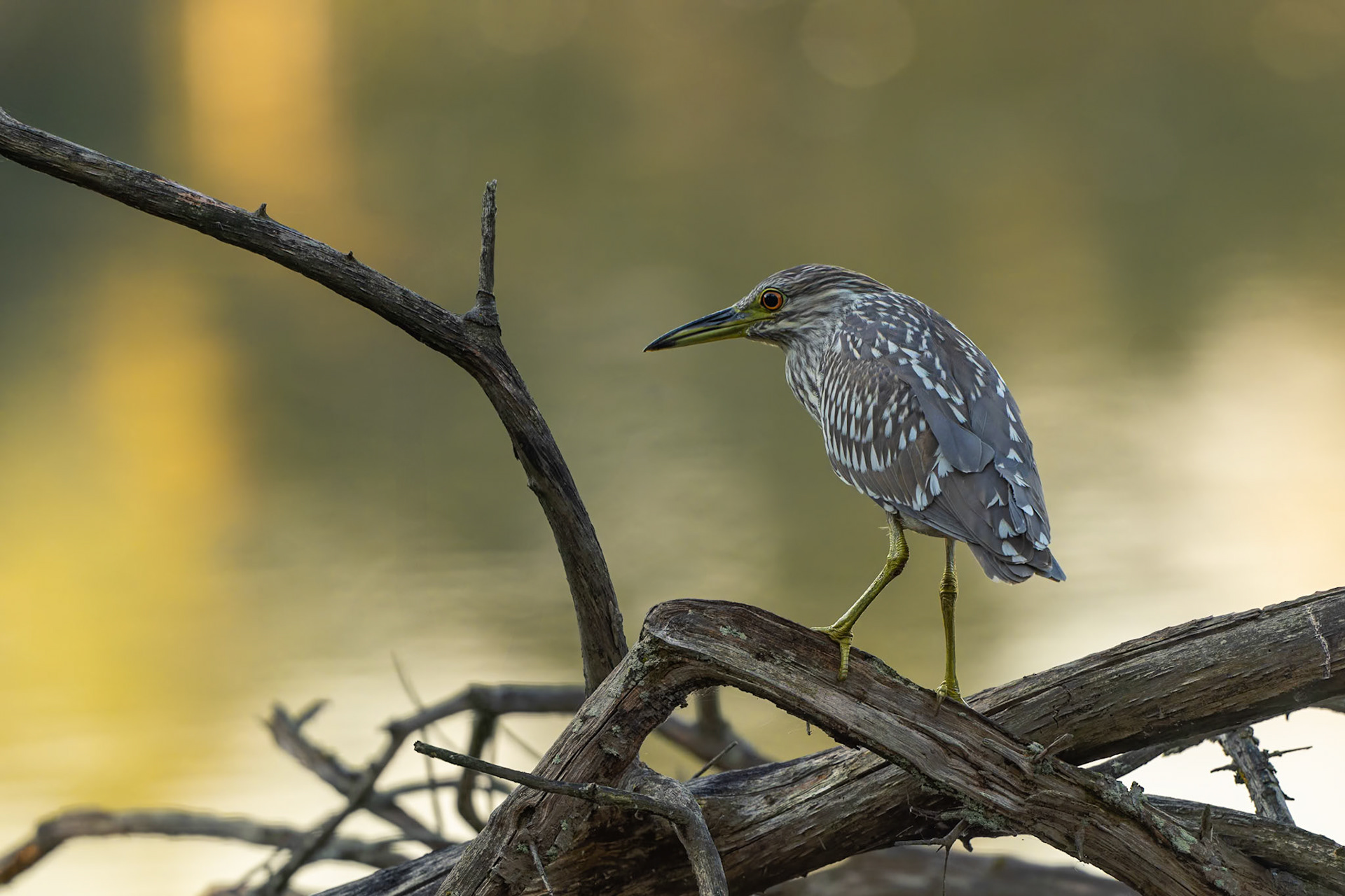 Juvenile BC Nigh Heron