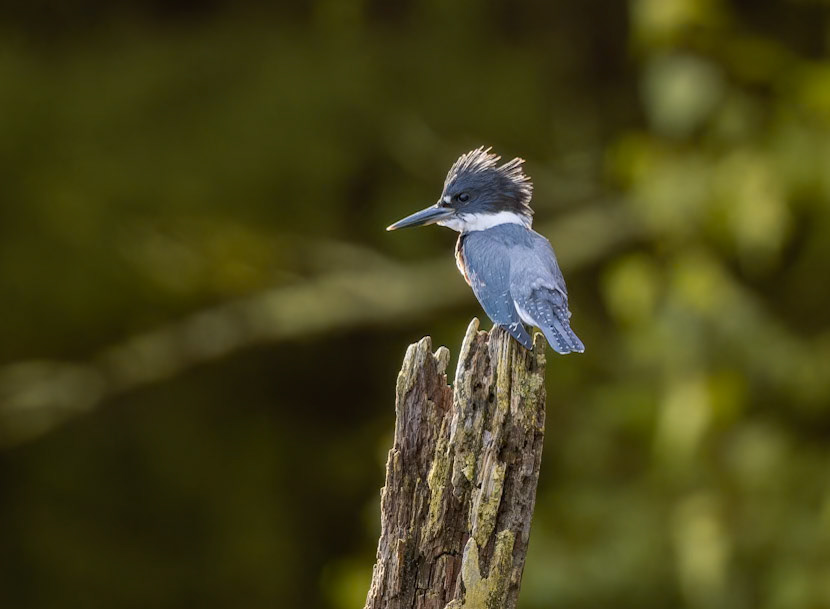 "Like a Model" Belted Kingfisher (Megaceryle alcyon)