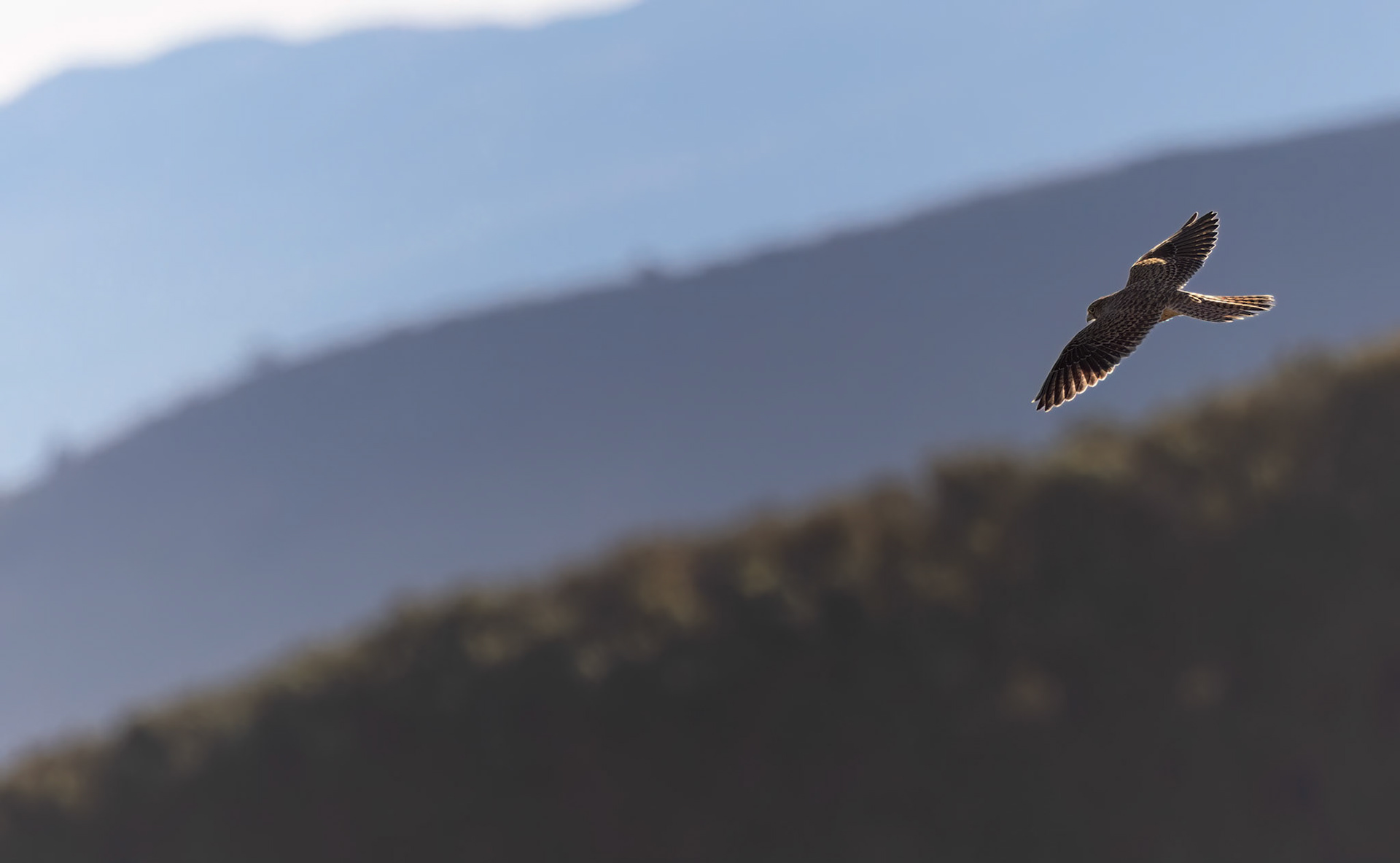 Eurasian Kestrel (Falco tinnunculus)