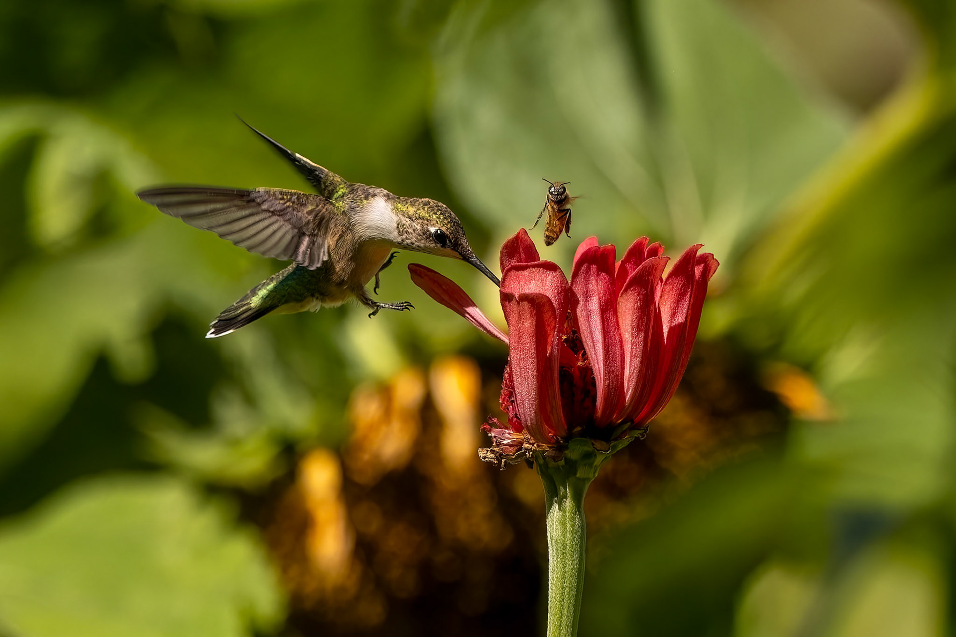 Hummingbird and Bee