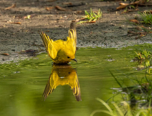 Yellow Warbler