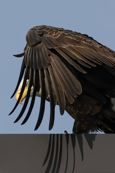"Camera Shy" Bald Eagle (Haliaeetus leucocephalus)