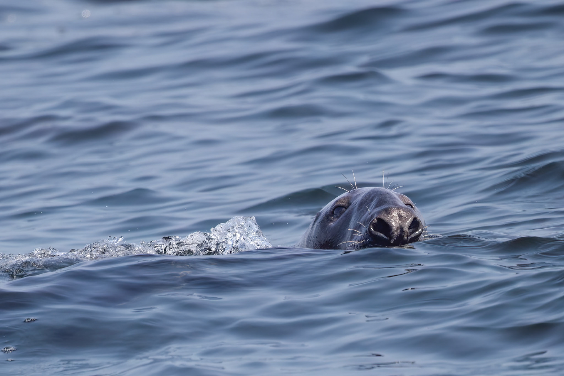 Gray Seal