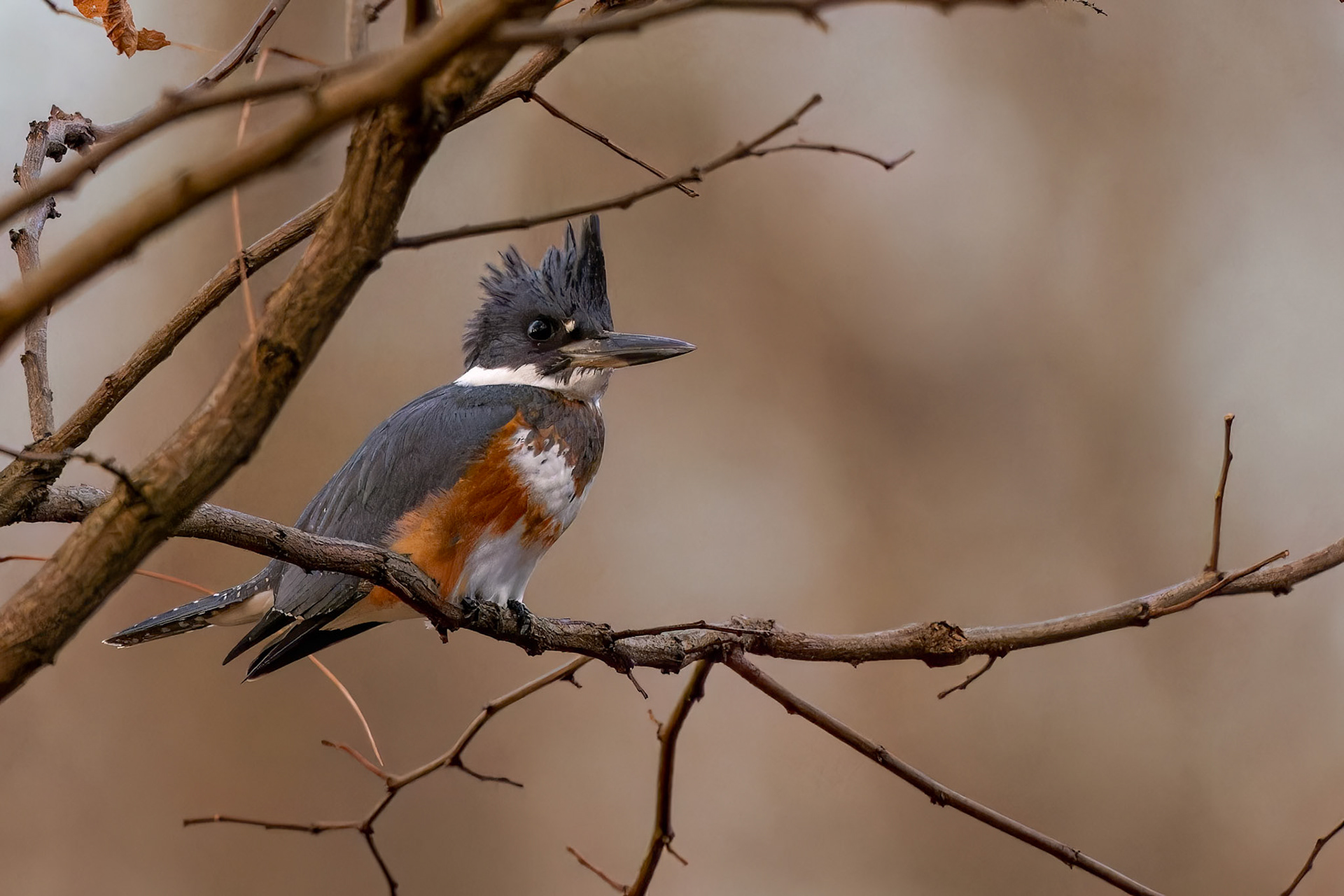 Female Belted Kingfisher