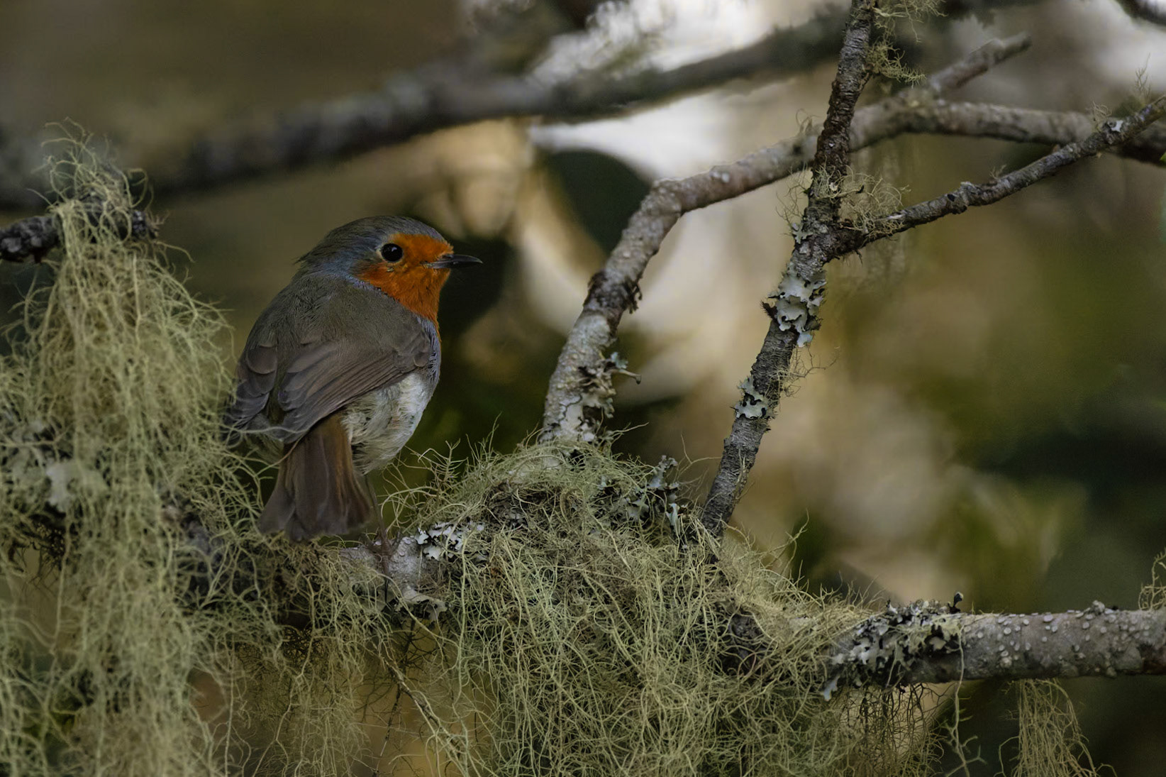 European Robin (Erithacus rubecula superbus)