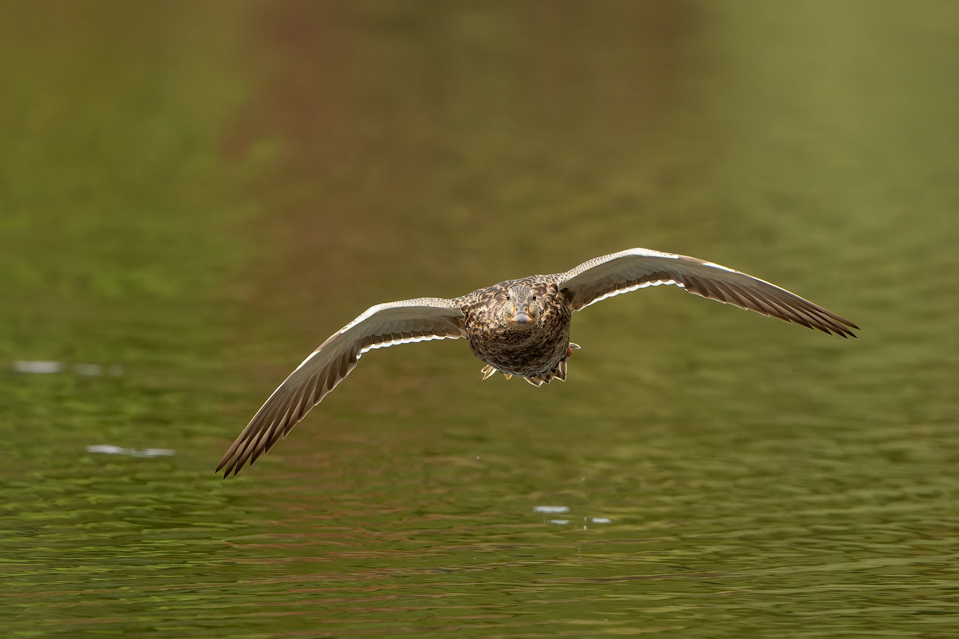 Duck attack