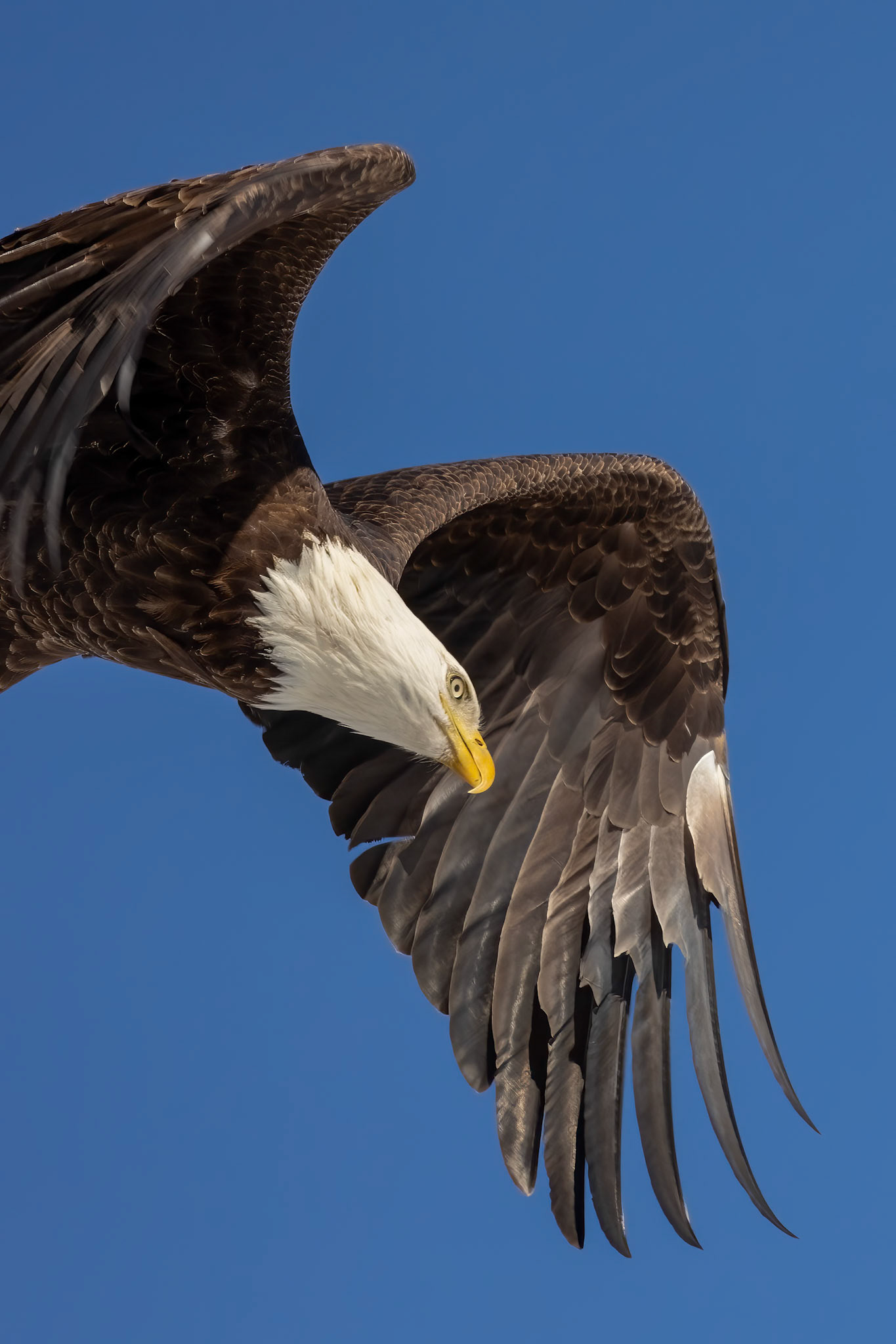 "The Queen of the Lake" Bald Eagle (Haliaeetus leucocephalus)