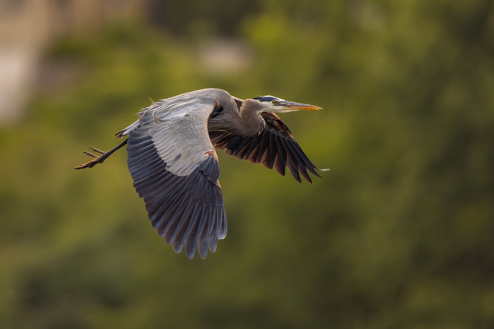 "GBH flyby" Great Blue Heron (Ardea herodias)