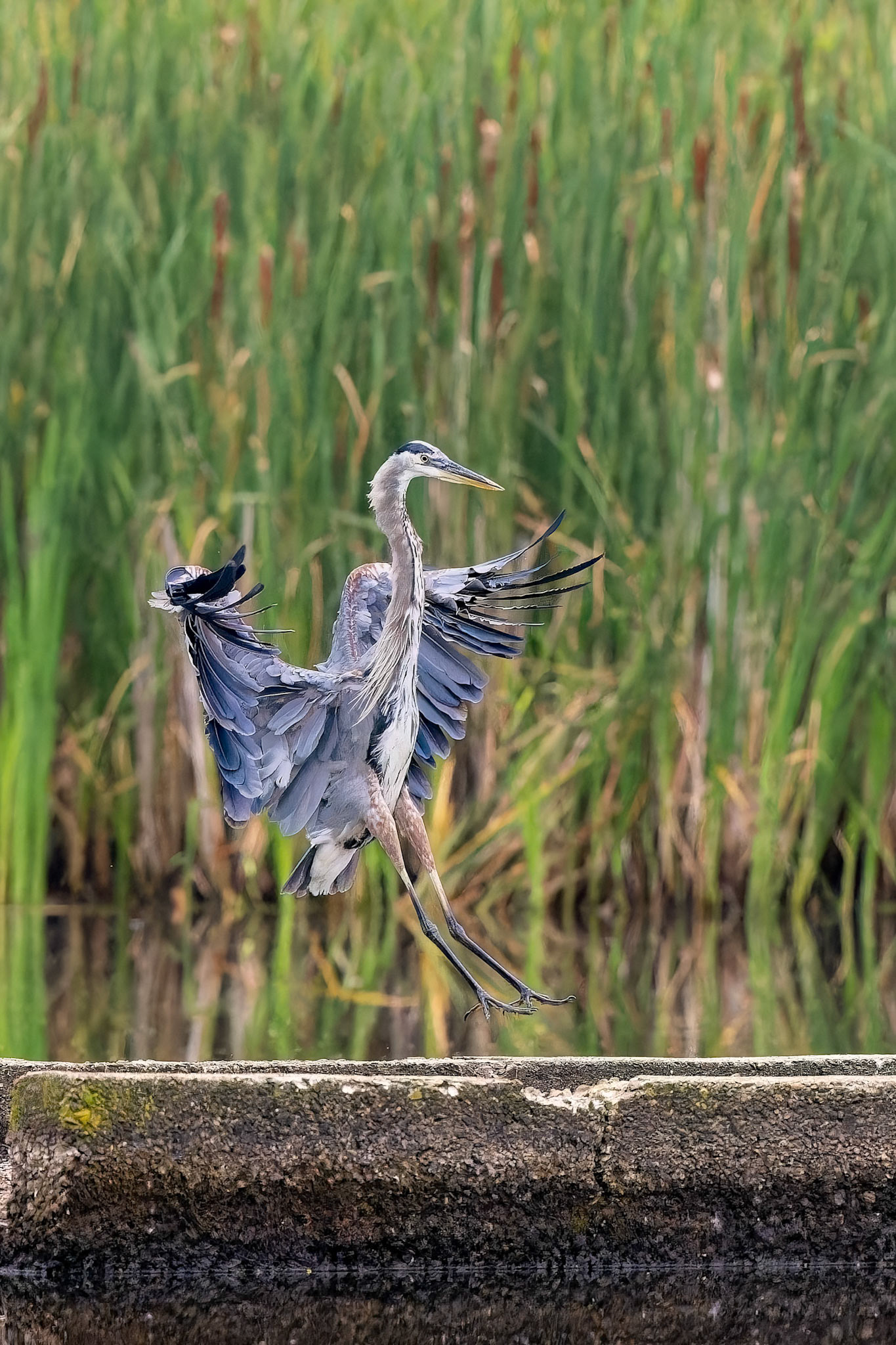 Great Blue Heron