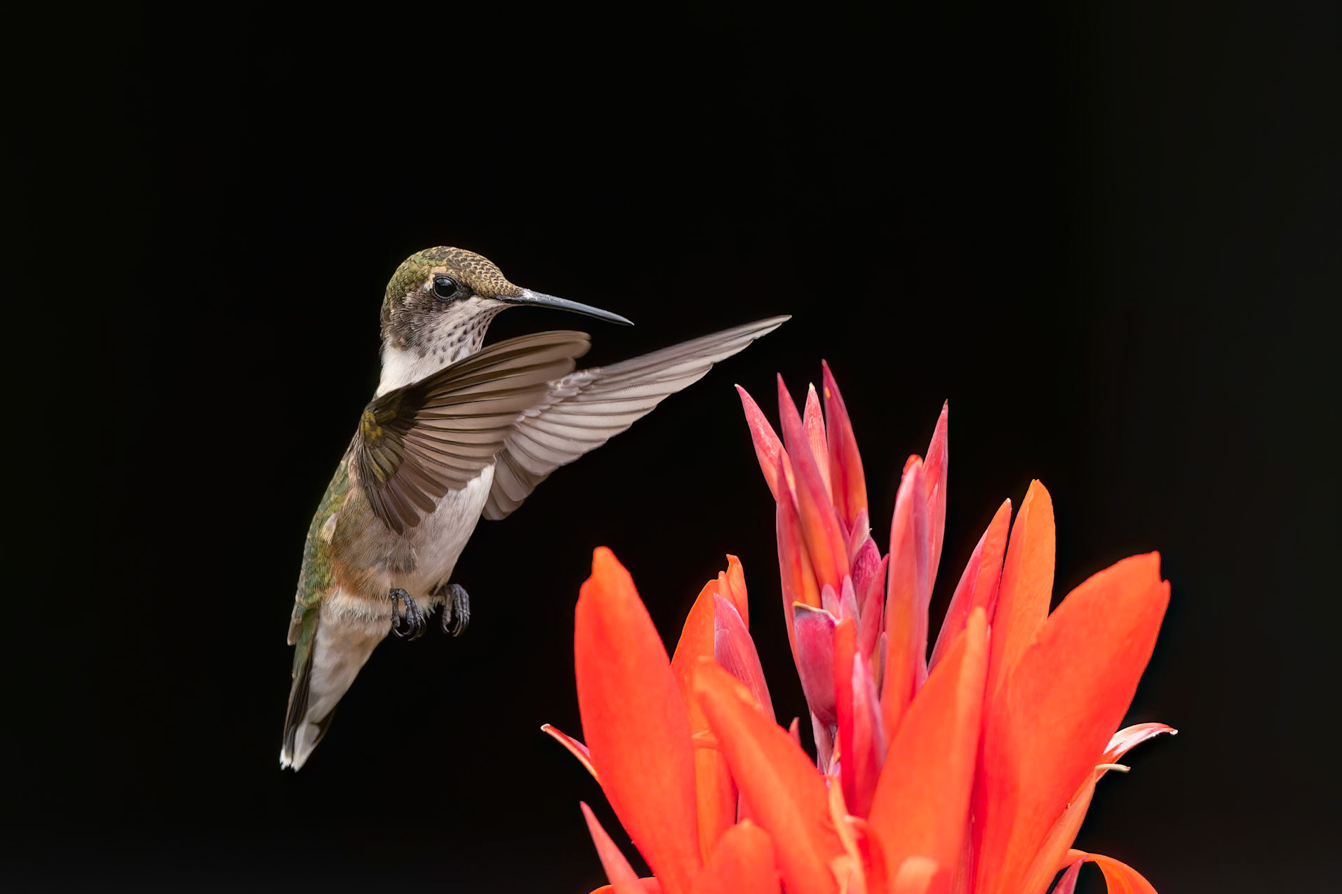 Ruby-throated Hummingbird