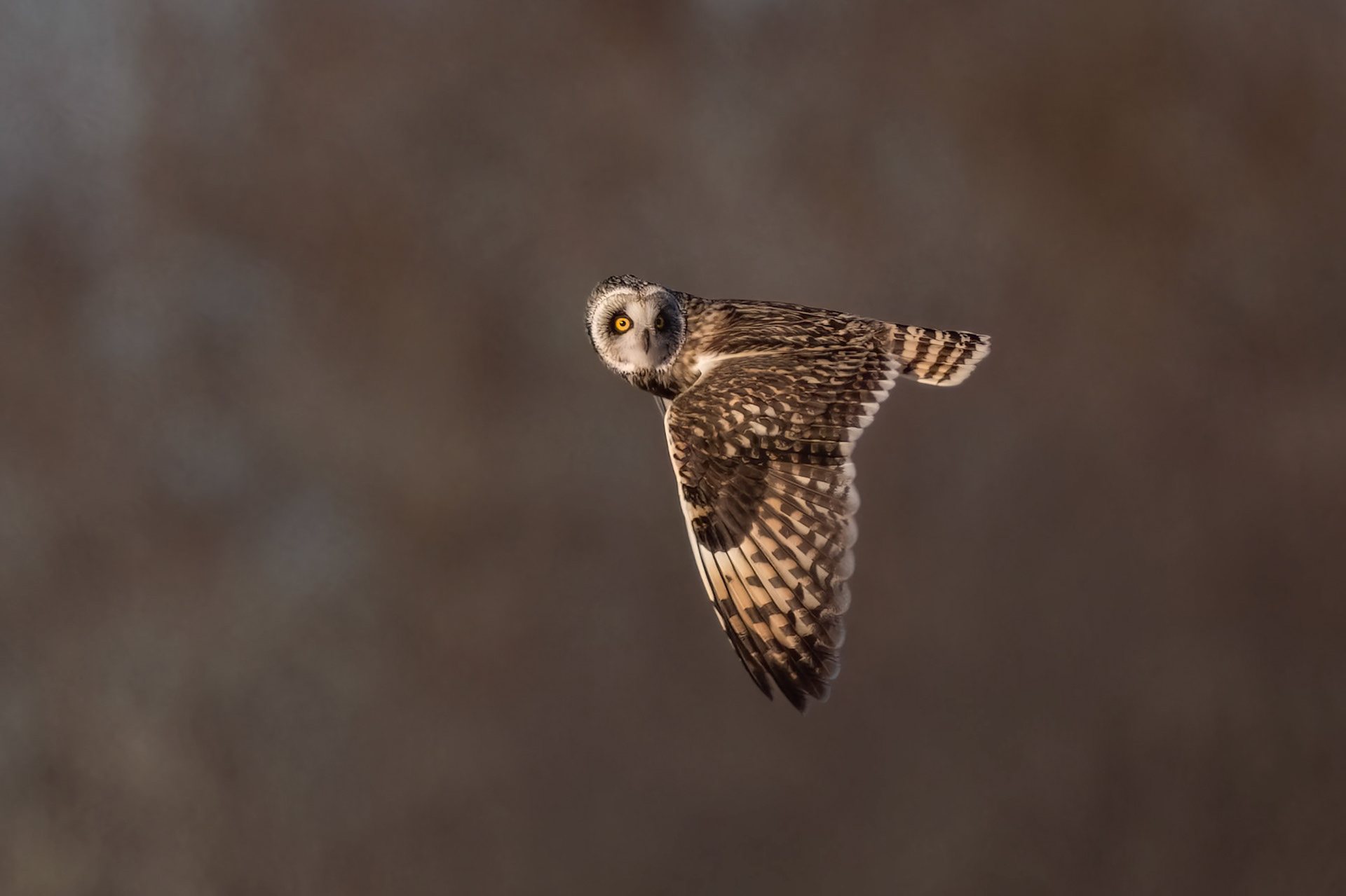 Short-eared Owl