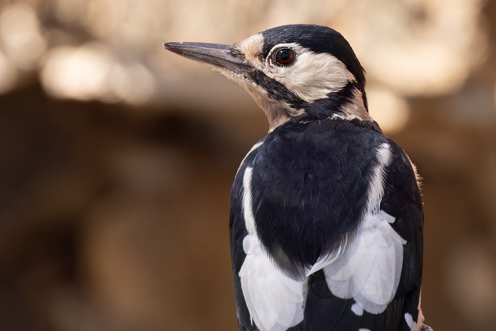 Great Spotted Woodpecker (Dendrocopus major)