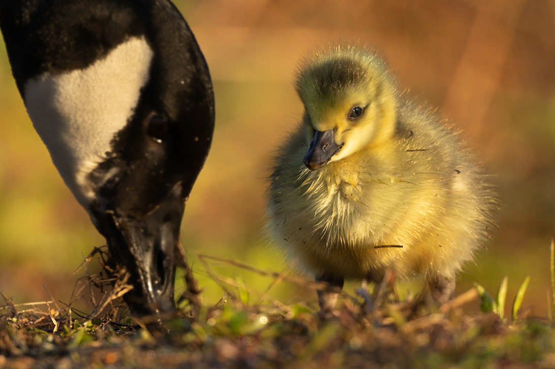 Canada Geese Gosling (Branta canadensis)
