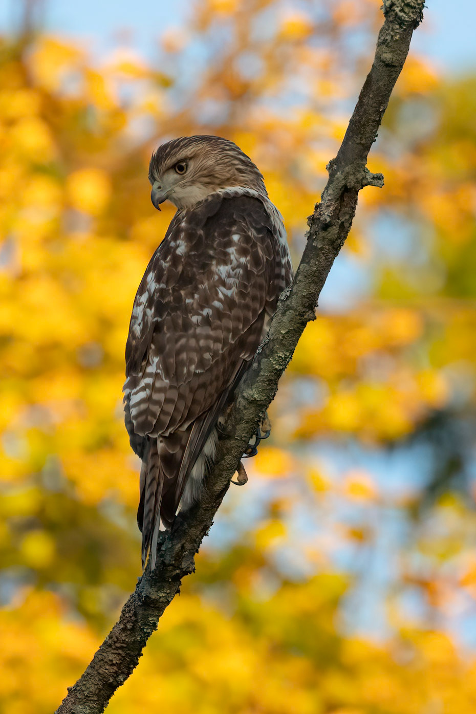 "The Beauty" Red Tailed Hawk (Buteo jamaicensis)