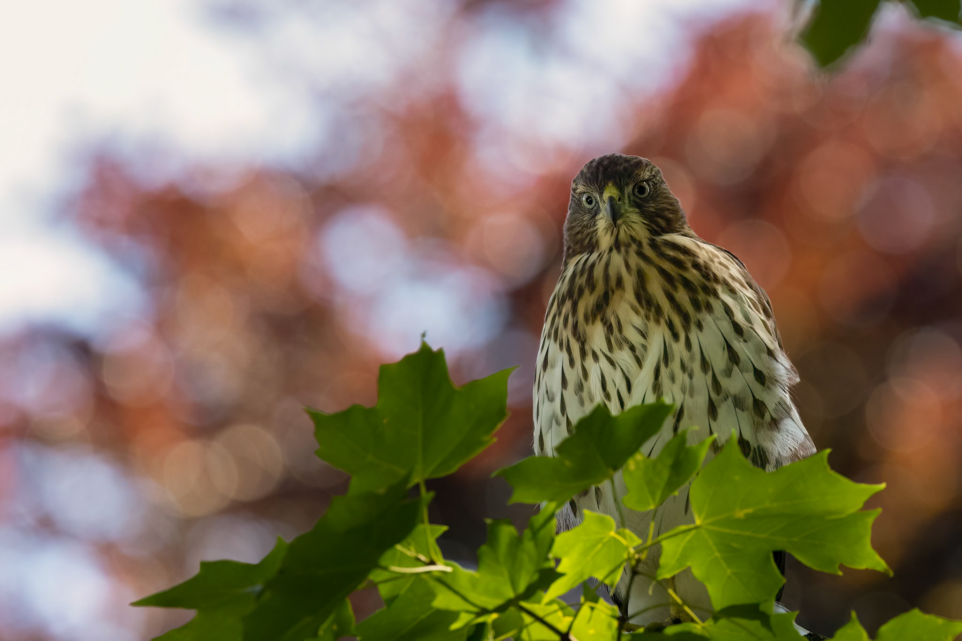 Juvi Cooper's Hawk (Accipiter cooperii)