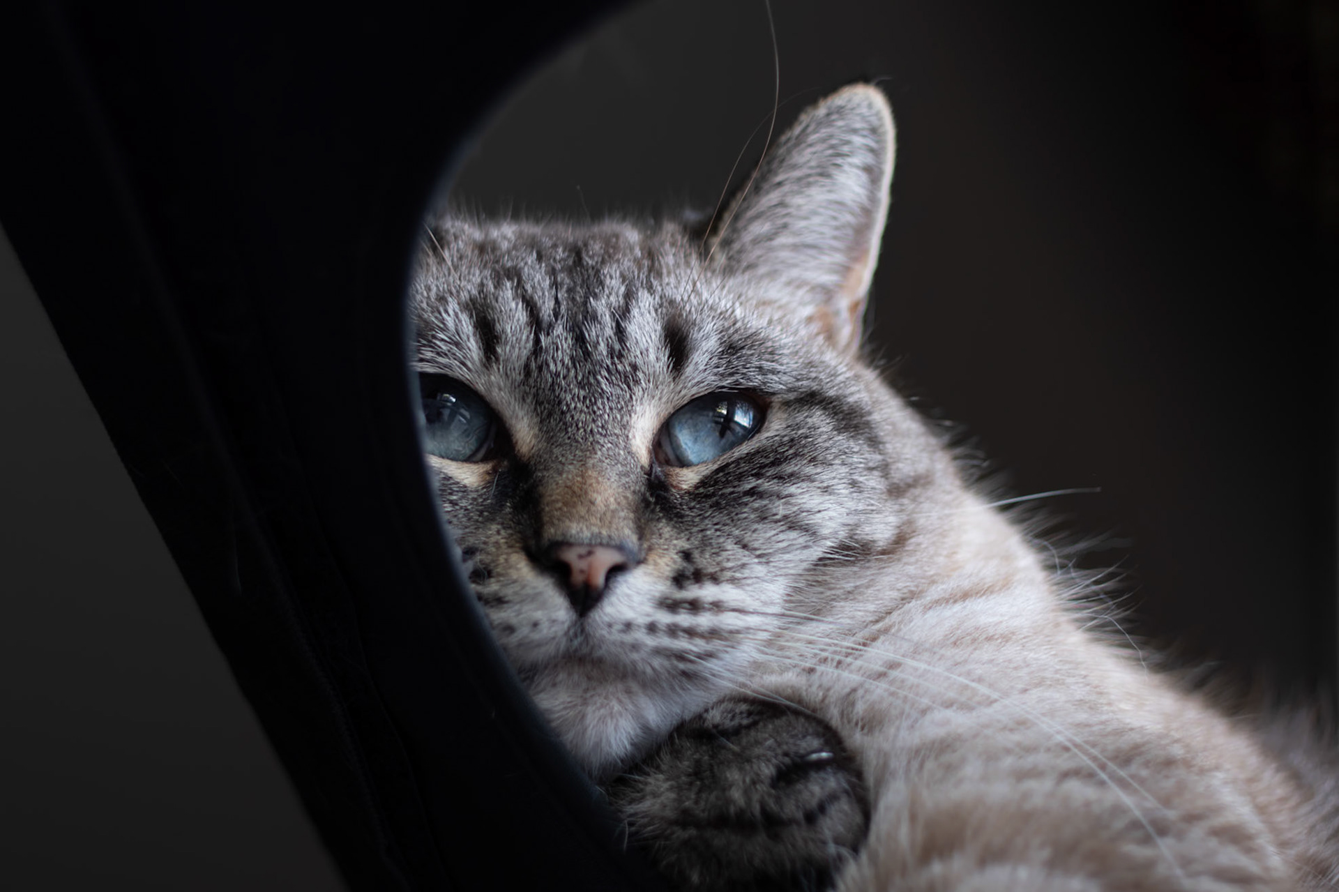 Bella's beautiful Eyes