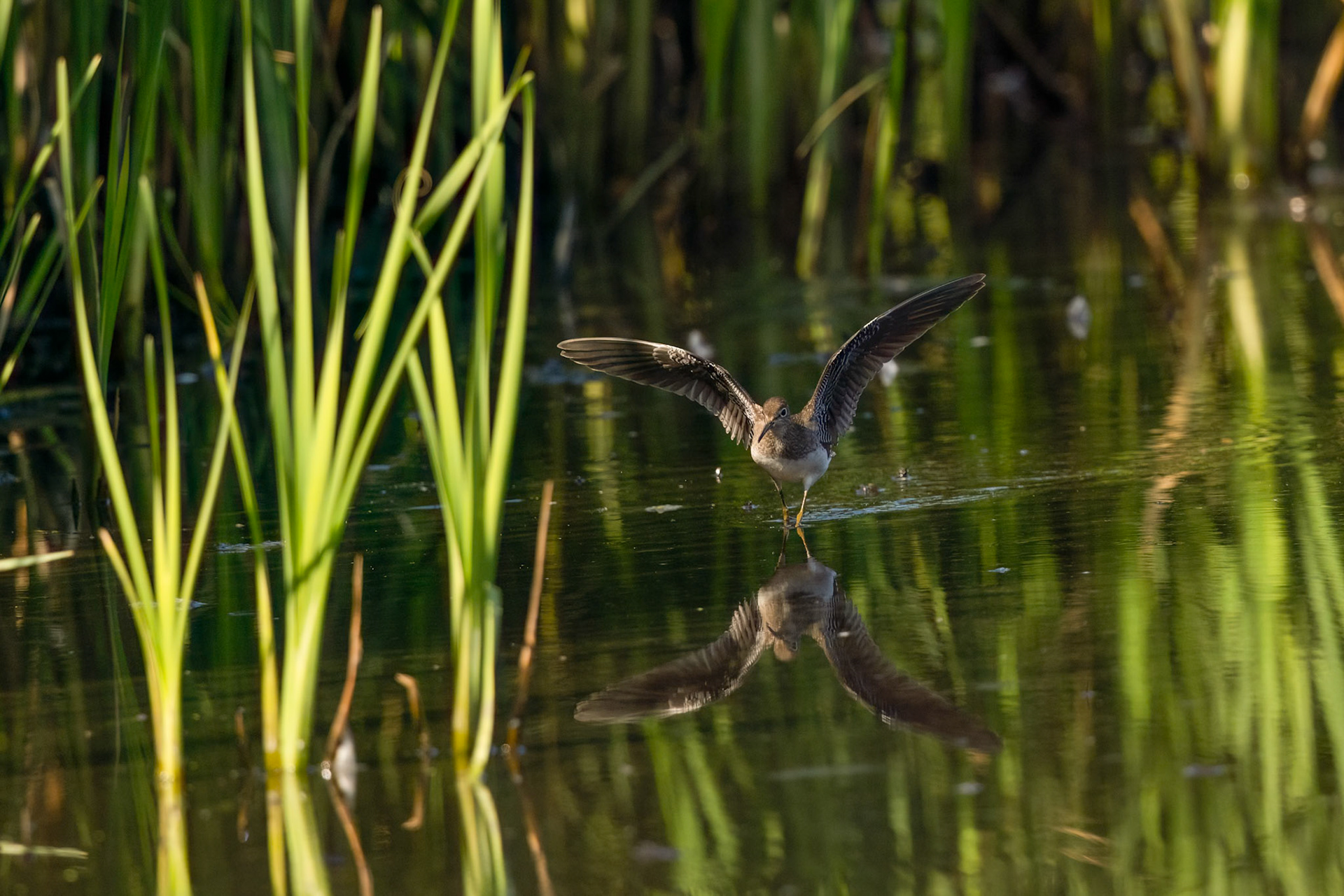 Solitary Sandpiper