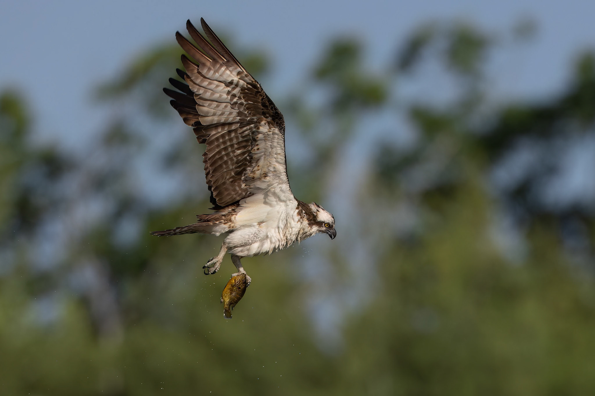 "The Catch" Osprey (Pandion haliaetus)