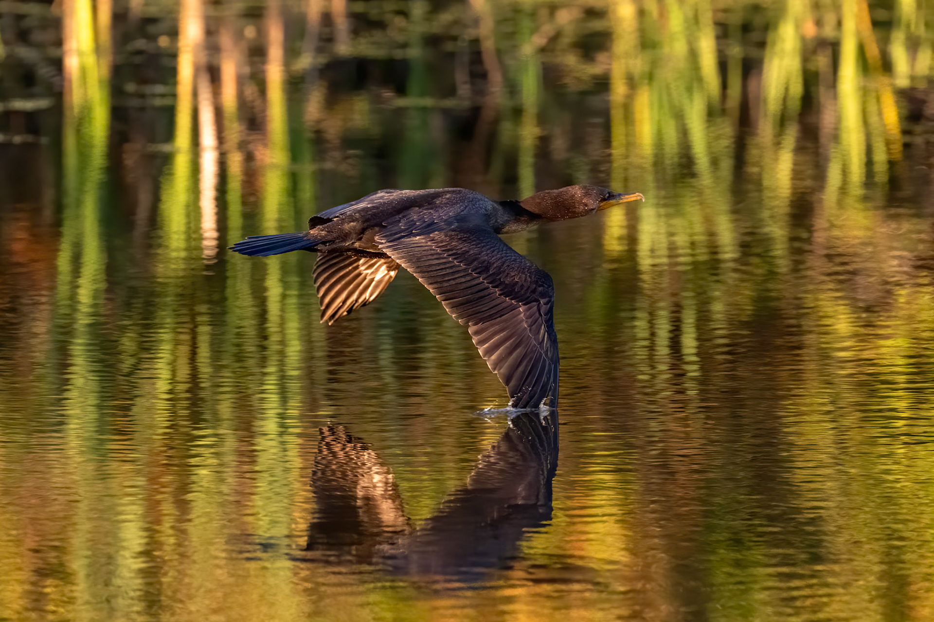 Low-flying Cormorant (Nannopterum auritum)