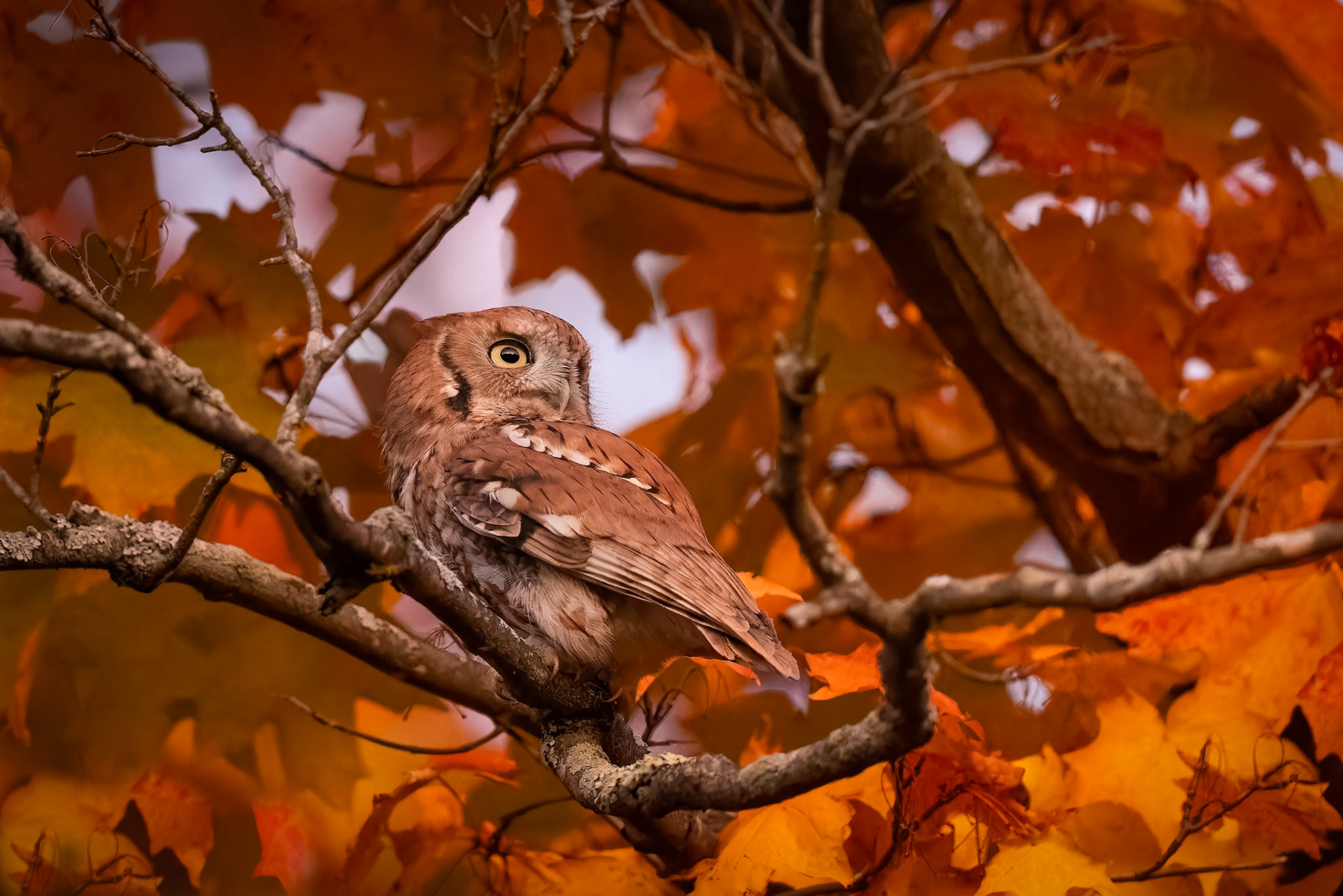 Eastern Screech-Owl