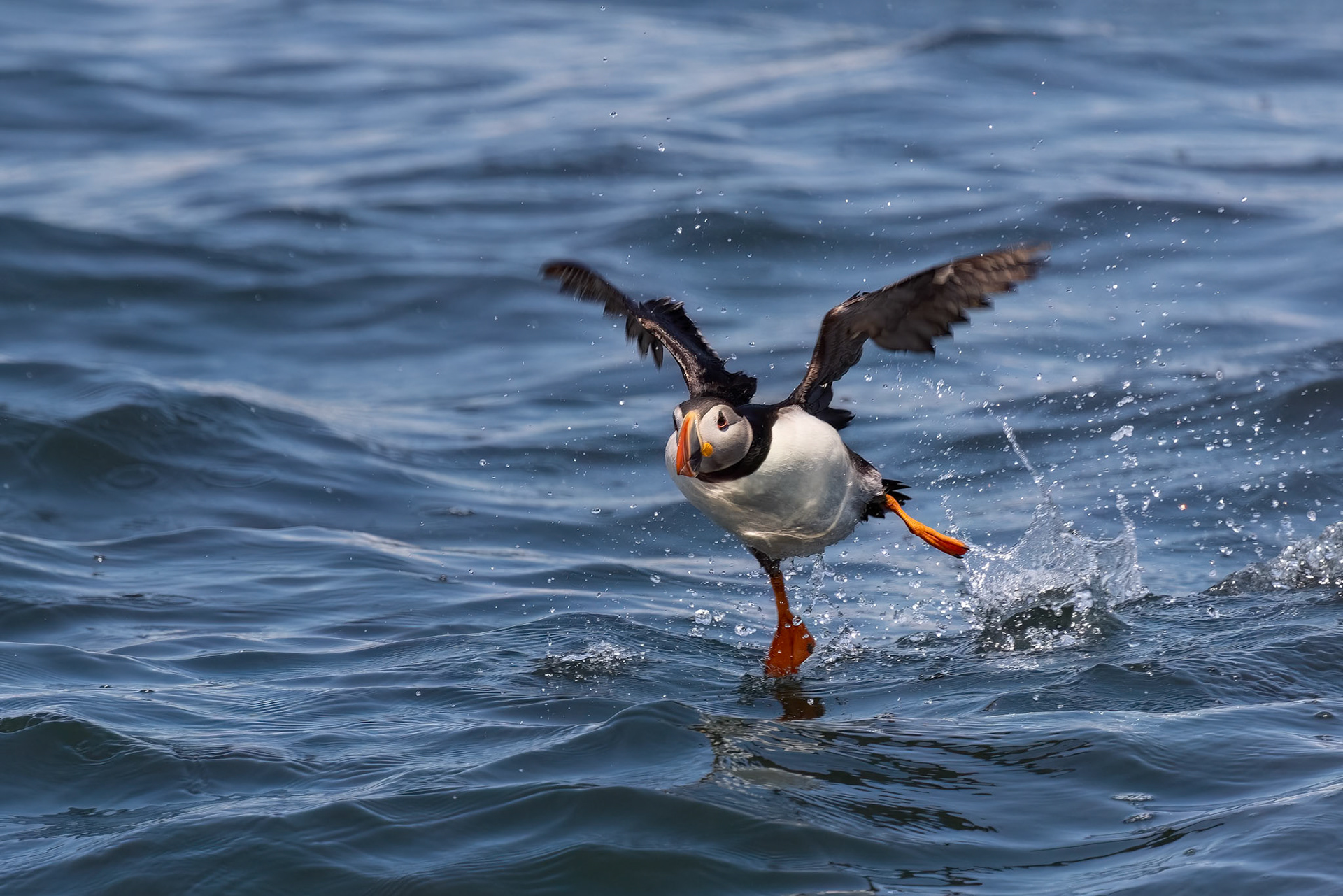 "The Skater"                                                                           Atlantic Puffin (Fratercula arctica)