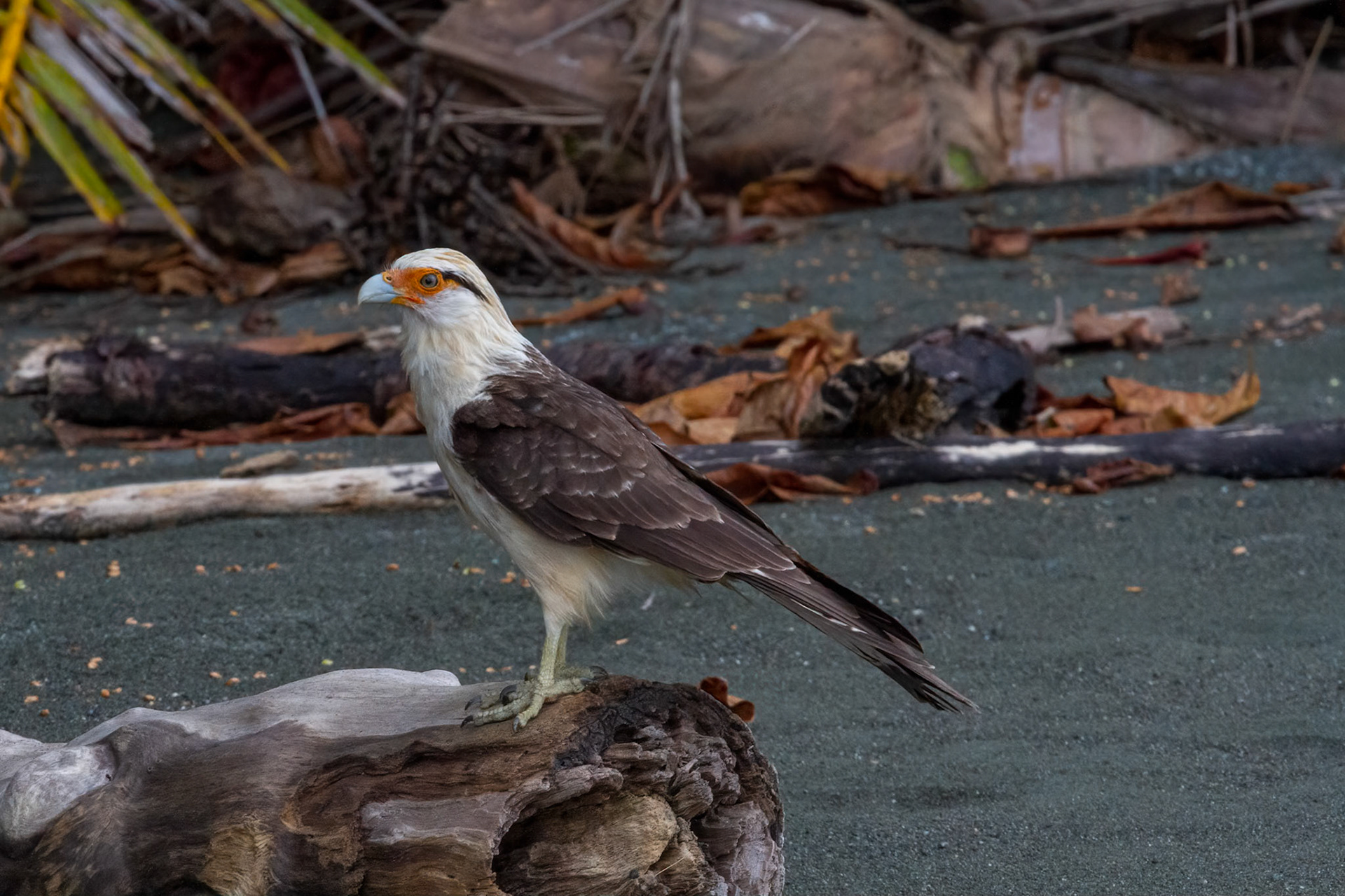 Yellow-headed caracara (Milvago chimachima)