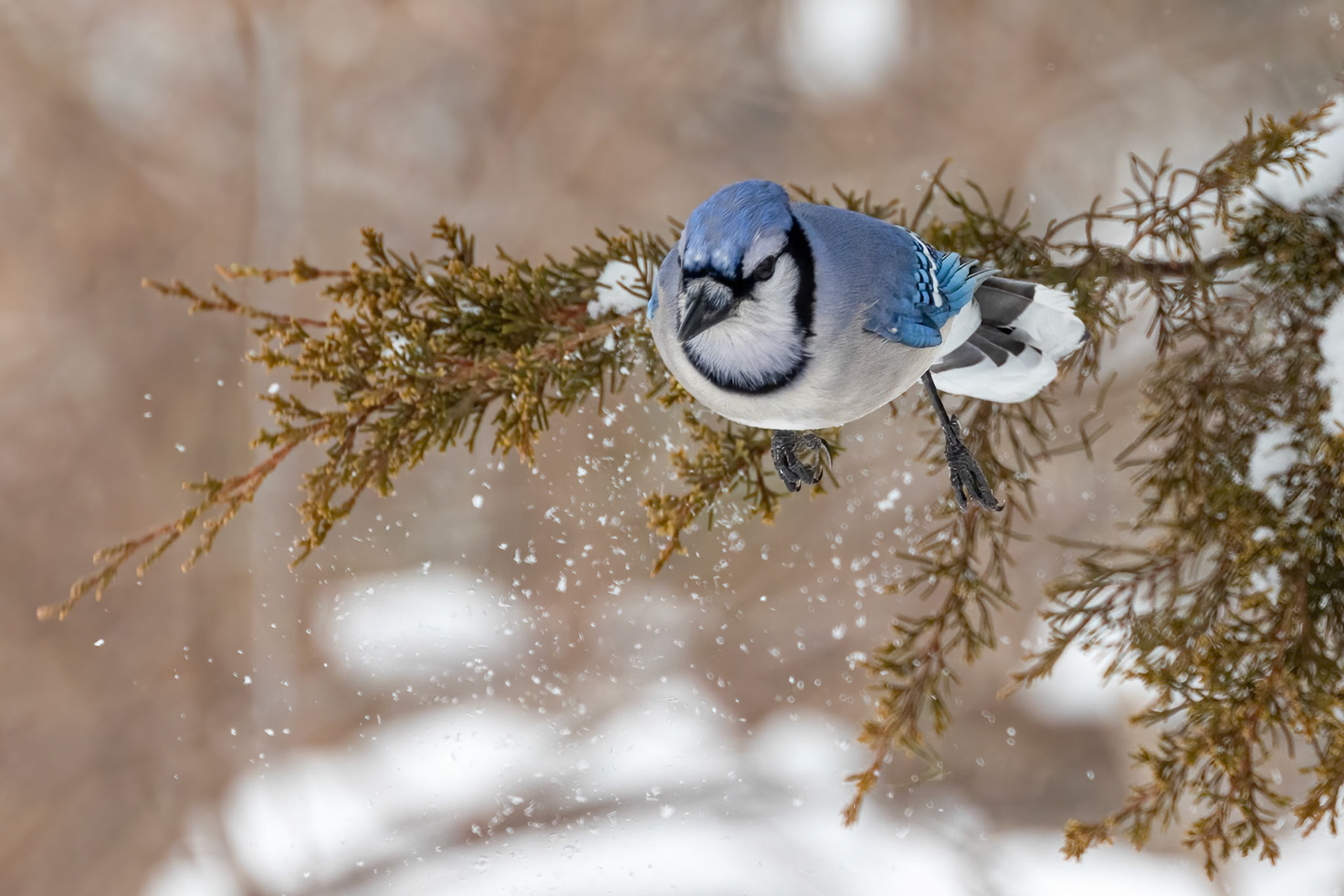 "Jet Blue-Jay" (Cyanocitta cristata)