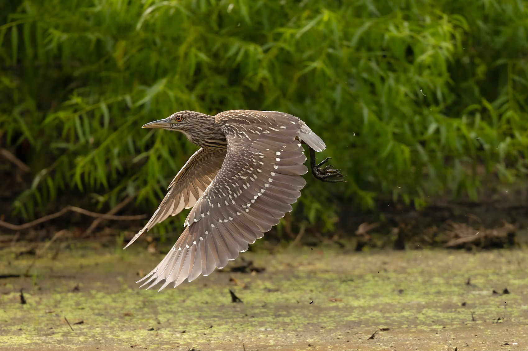 Juvi Black Crowned Nigh Heron (Nycticorax nycticorax)