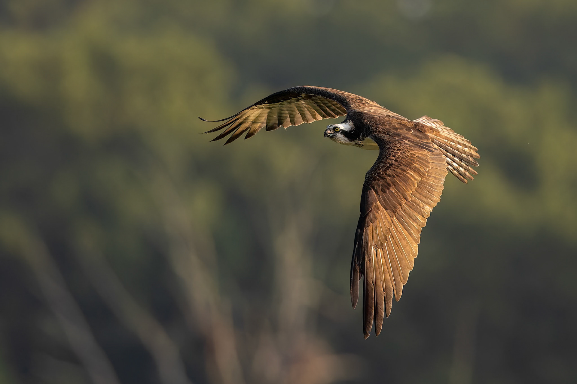 Adult Osprey (Pandion haliaetus)