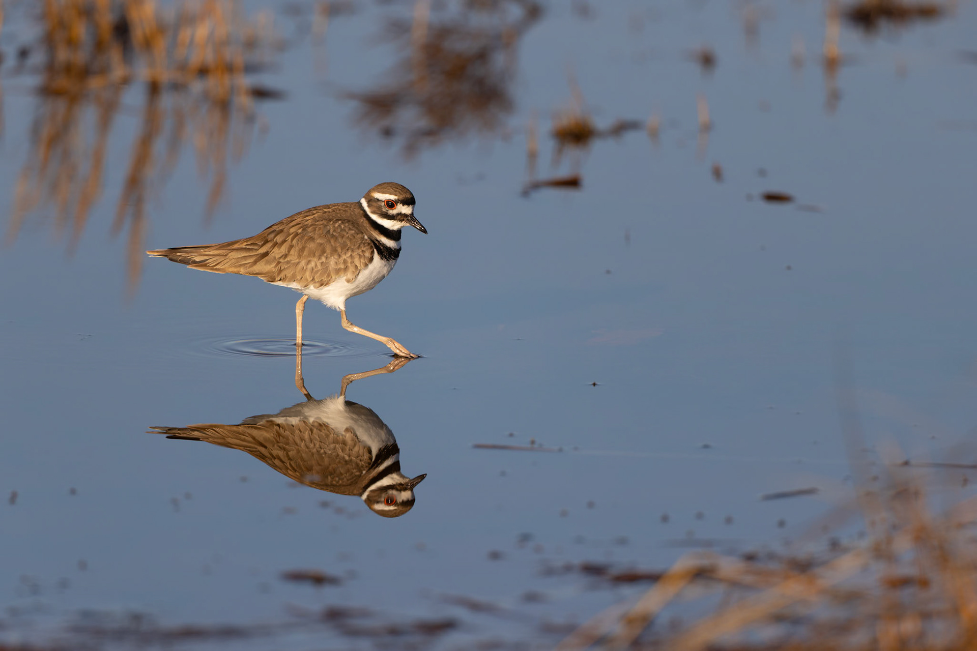 Killdeer