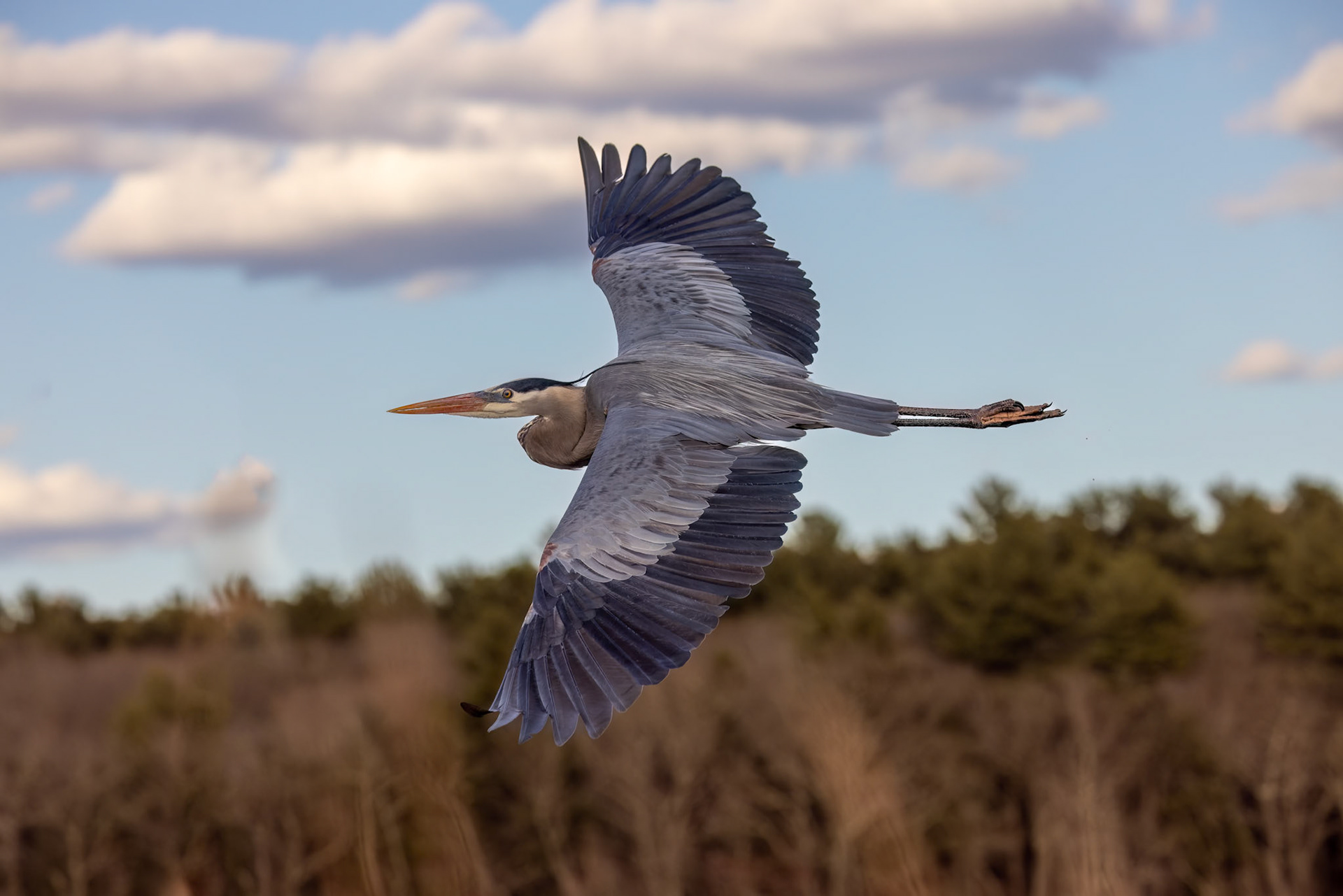 Great Blue Heron in flight