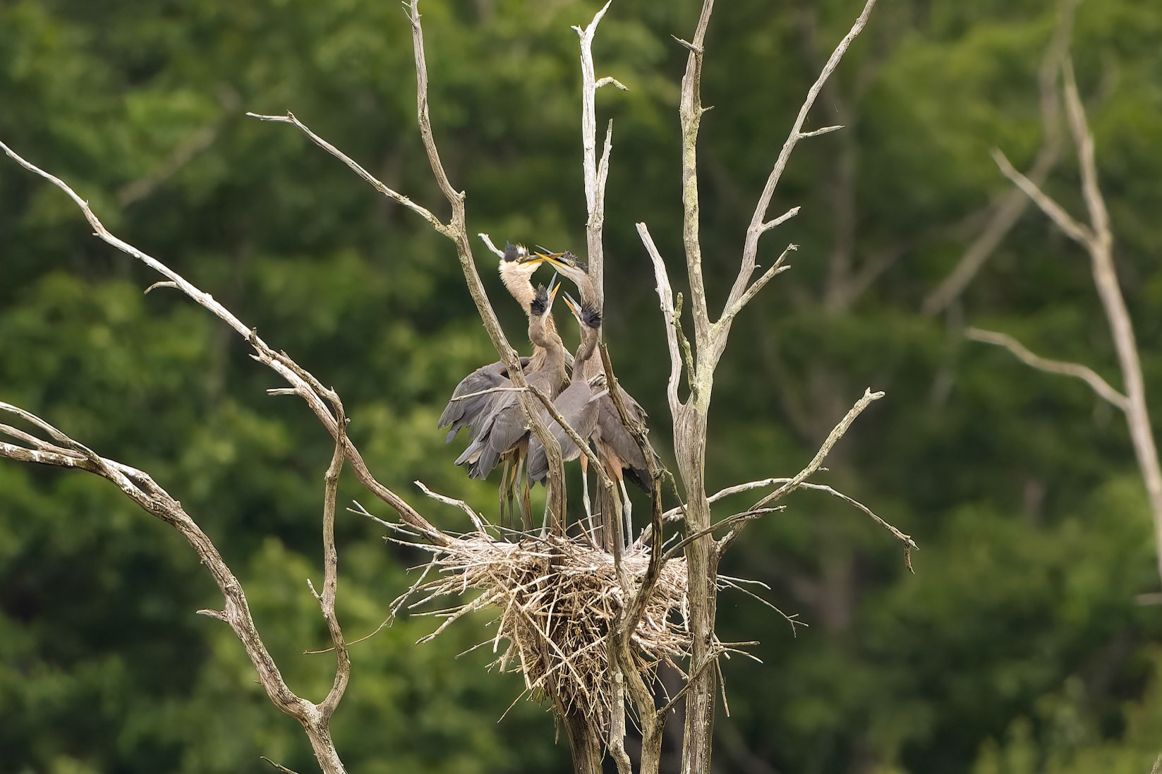Great Blue Heron nest