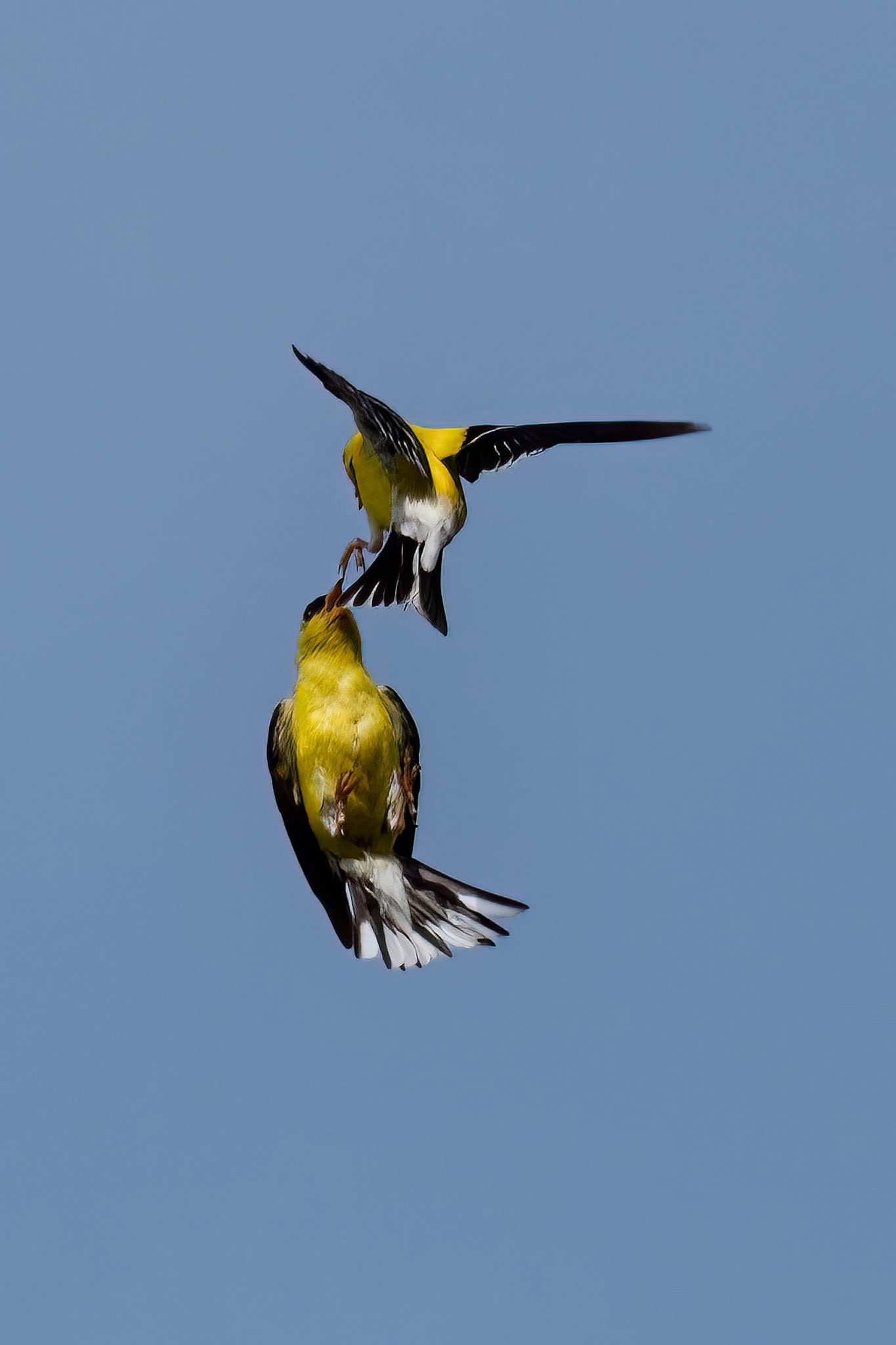 "Dancing in the Sky" Gold Finch (Spinus tristis)