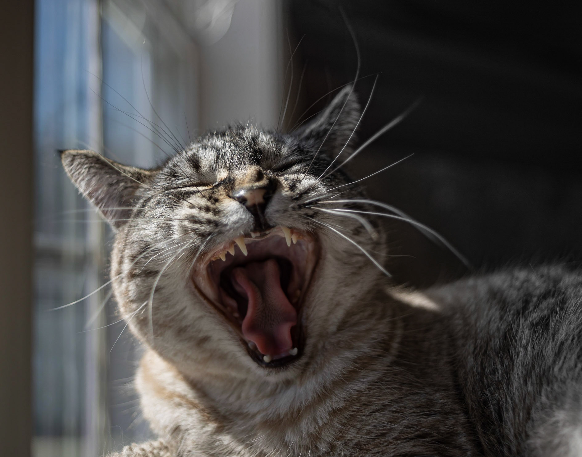 Bella pretending to be a Tiger