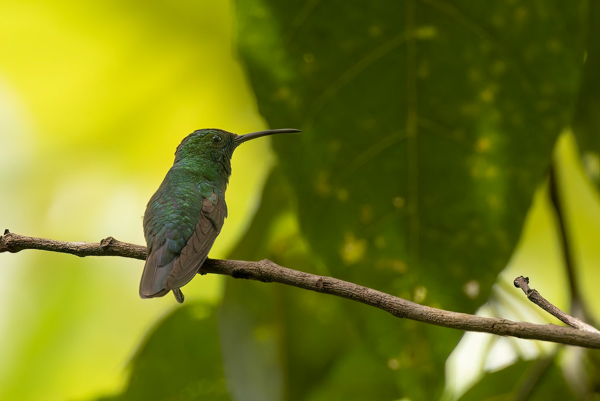 Hummingbird - El Yunque PR