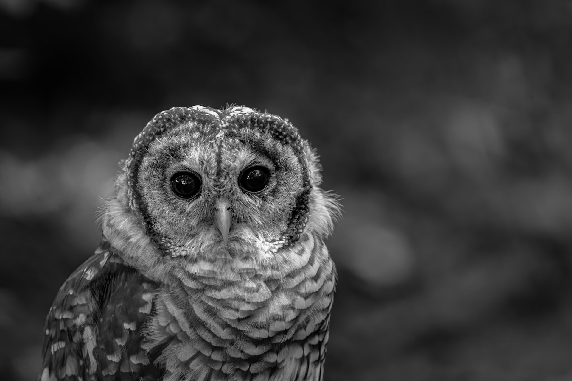 Barred Owl (Strix varia)