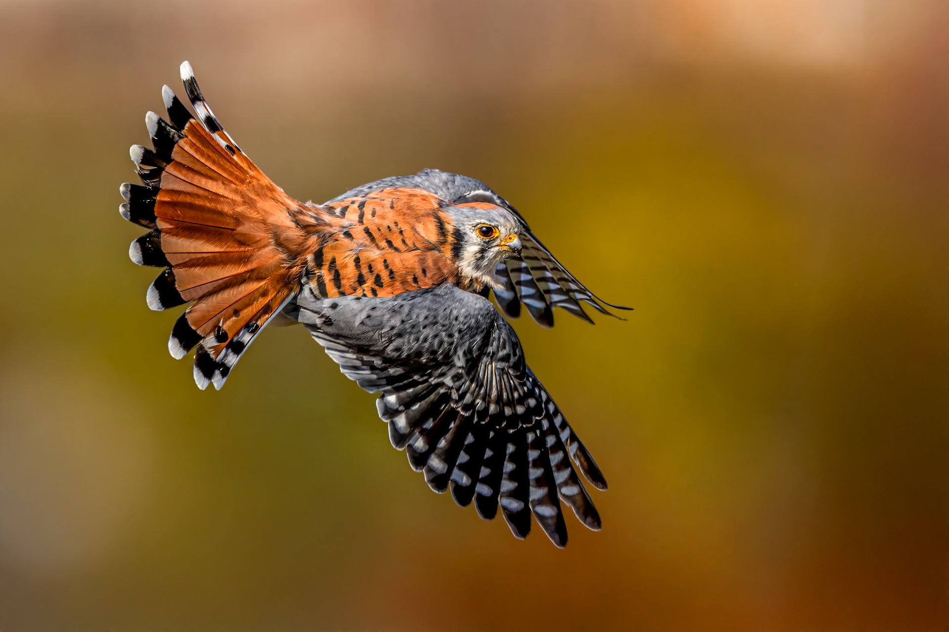 Male American Kestrel