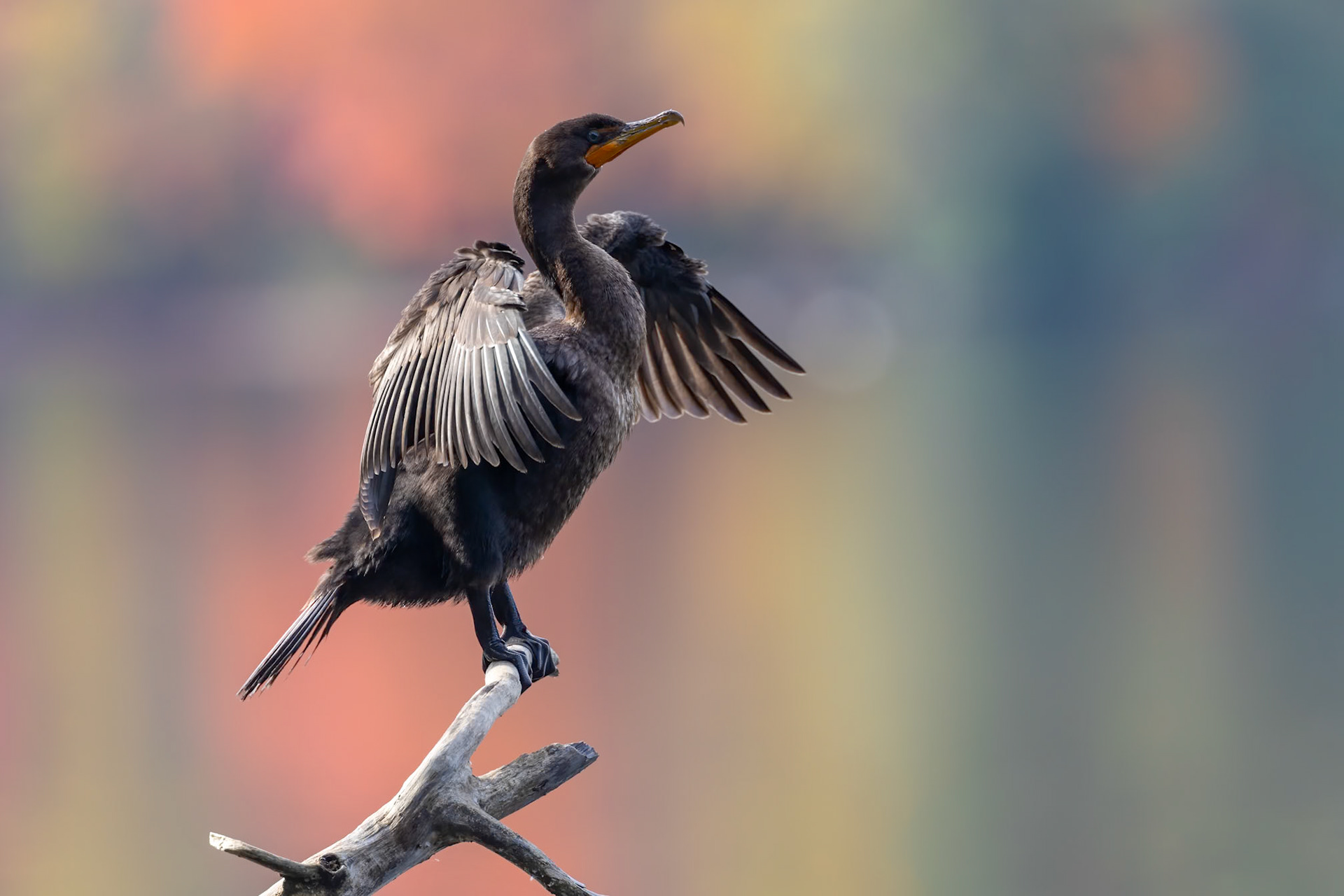 Double Crested Cormorant (Nannopterum auritum)