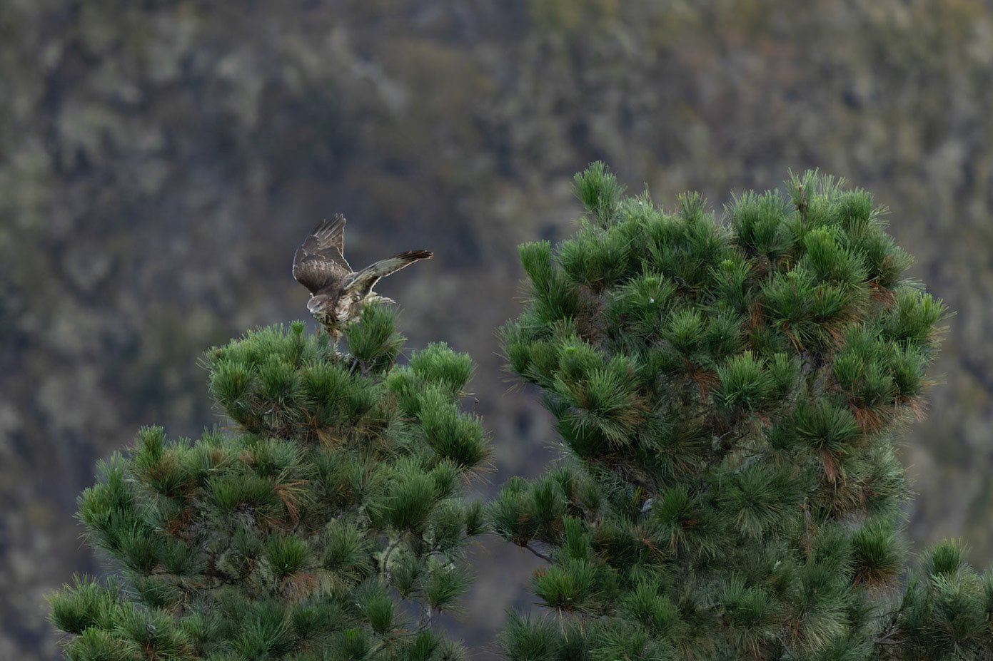 Common Buzzard (Buteo buteo insularum)