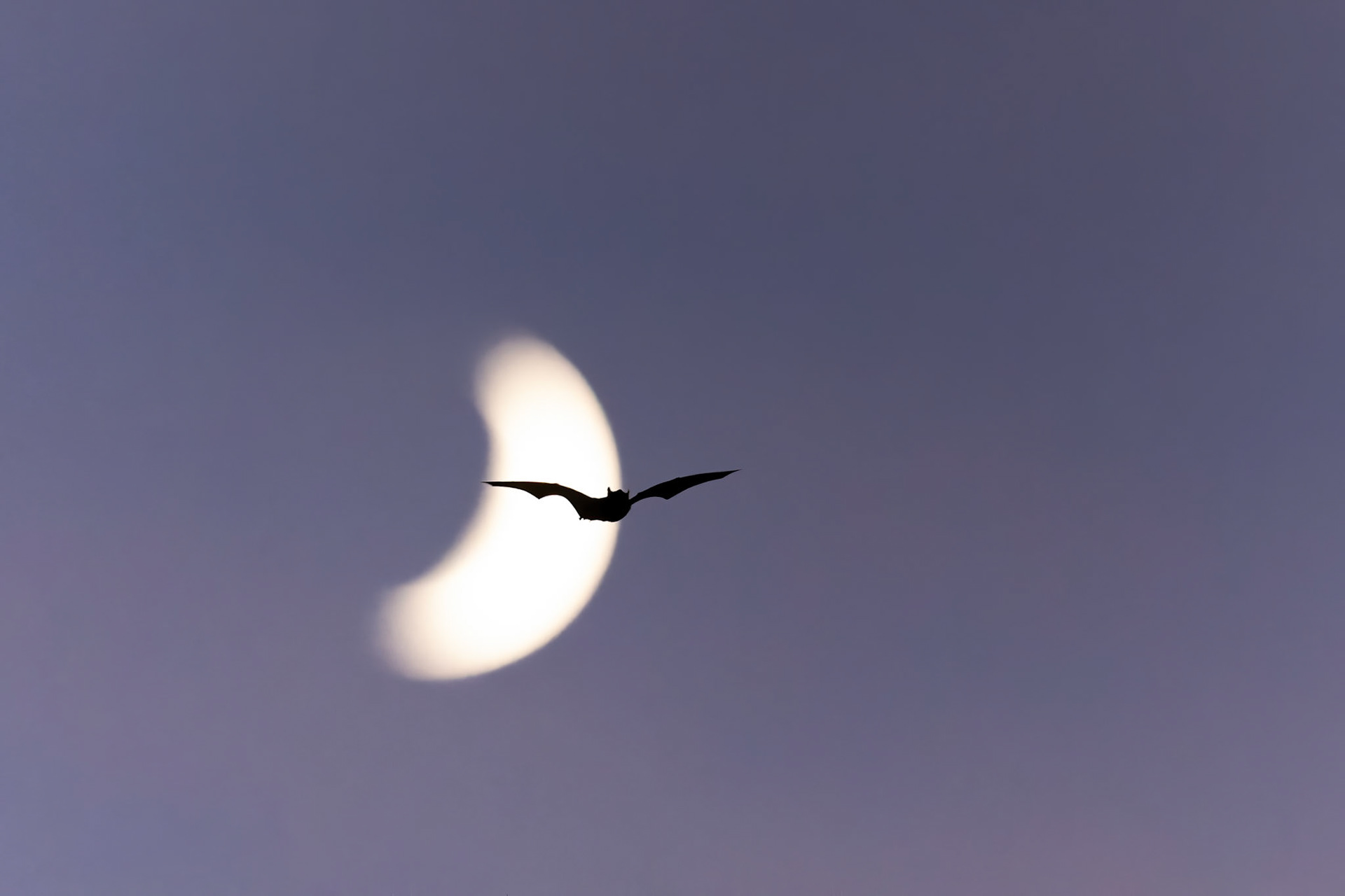 Bat