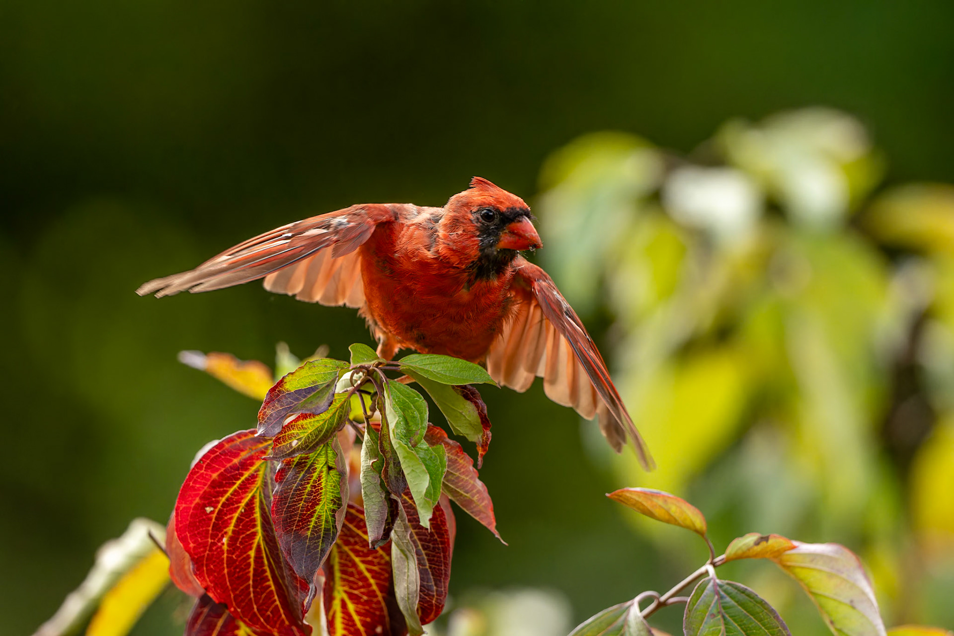Northern Cardinal