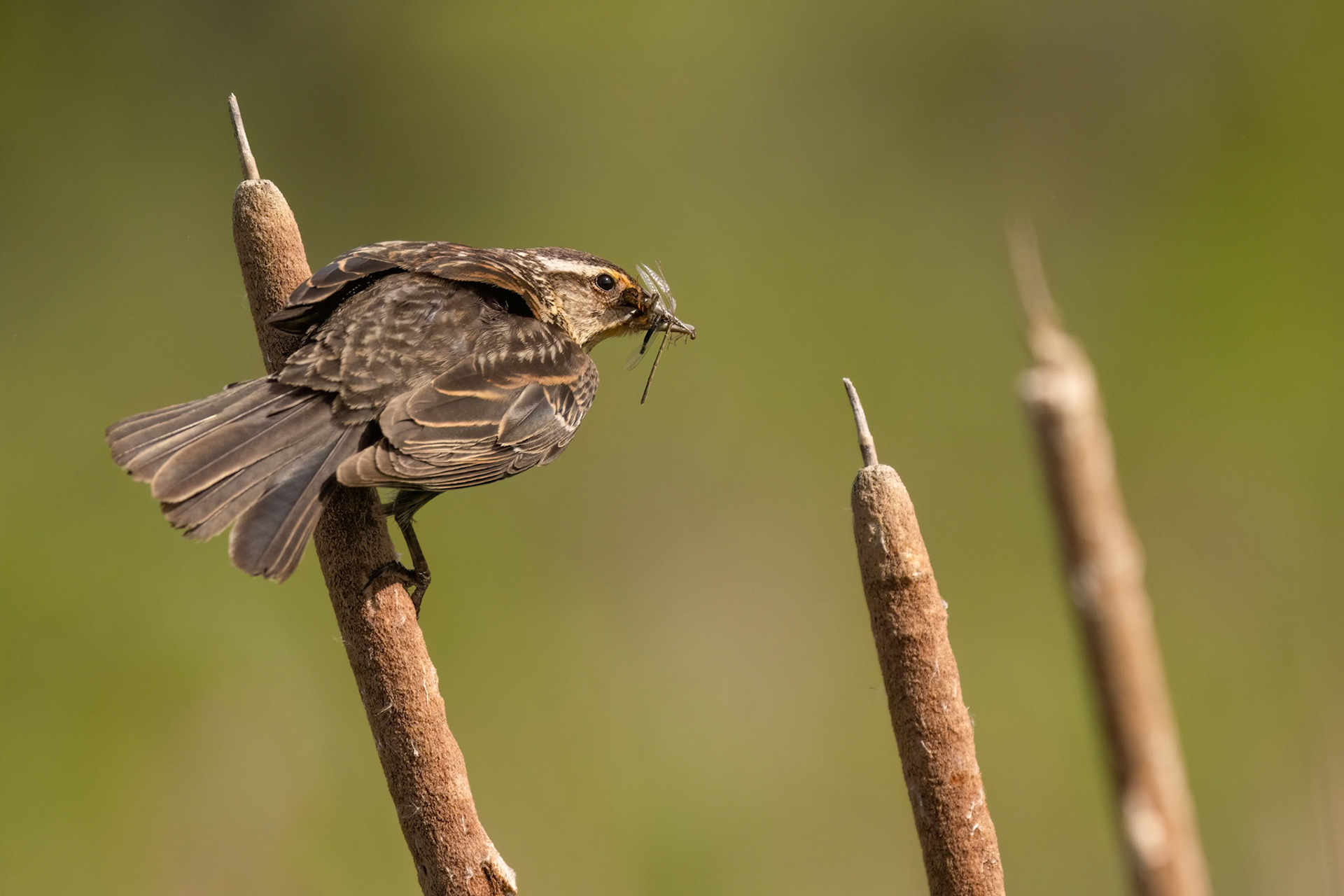 Female Red-winged Black Bird