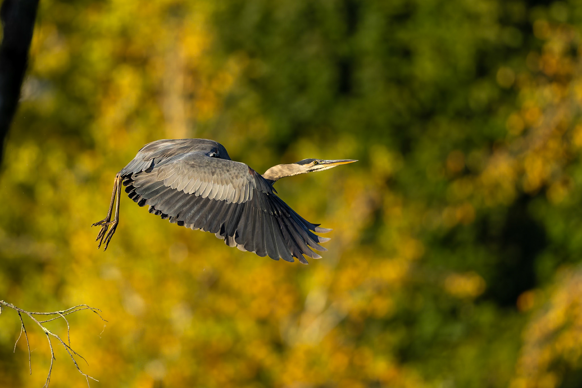 Great Blue Heron