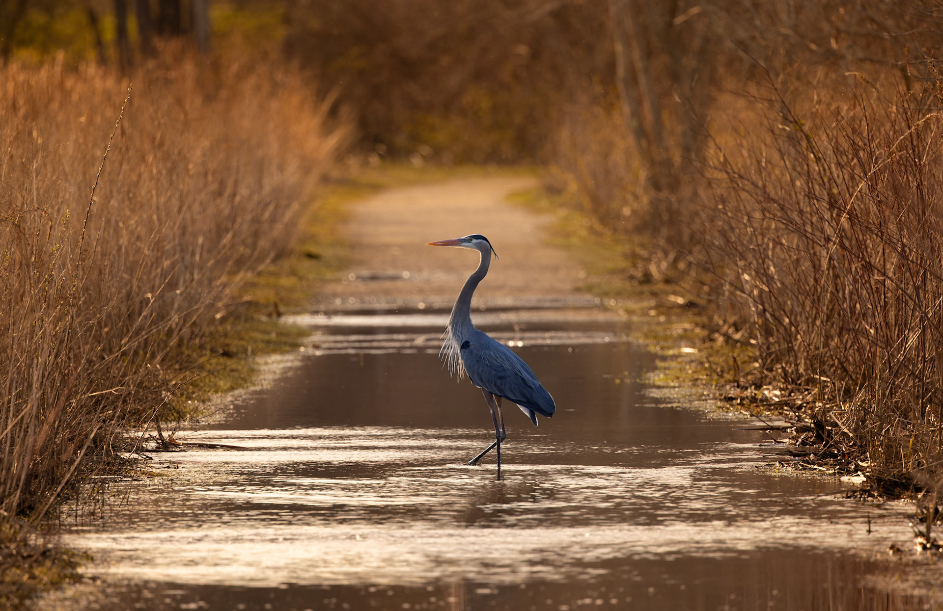 Great Blue Heron