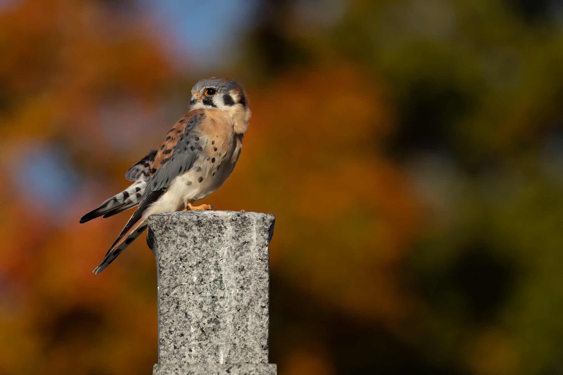 American Kestrel (Falco sparverius)